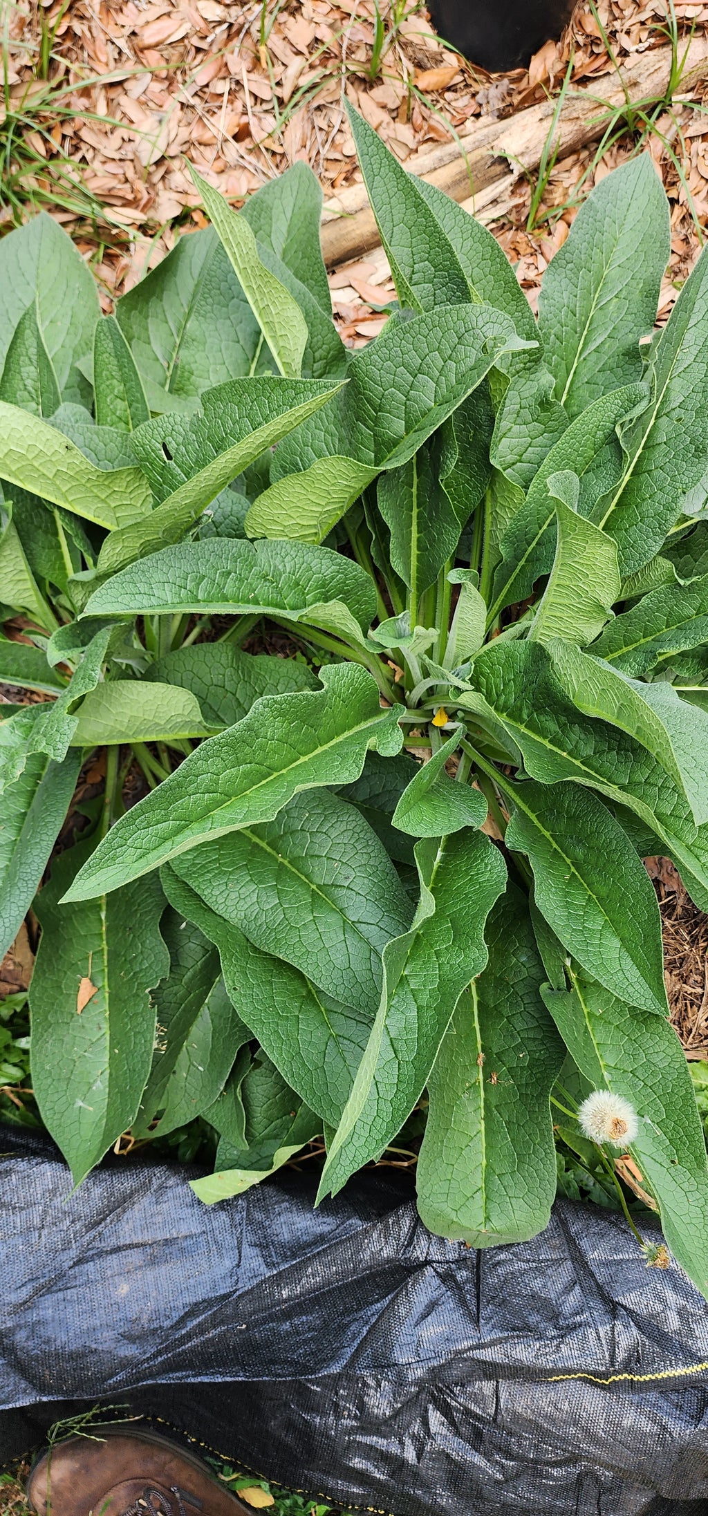 Comfrey "Blocking 14" - Live Plant
