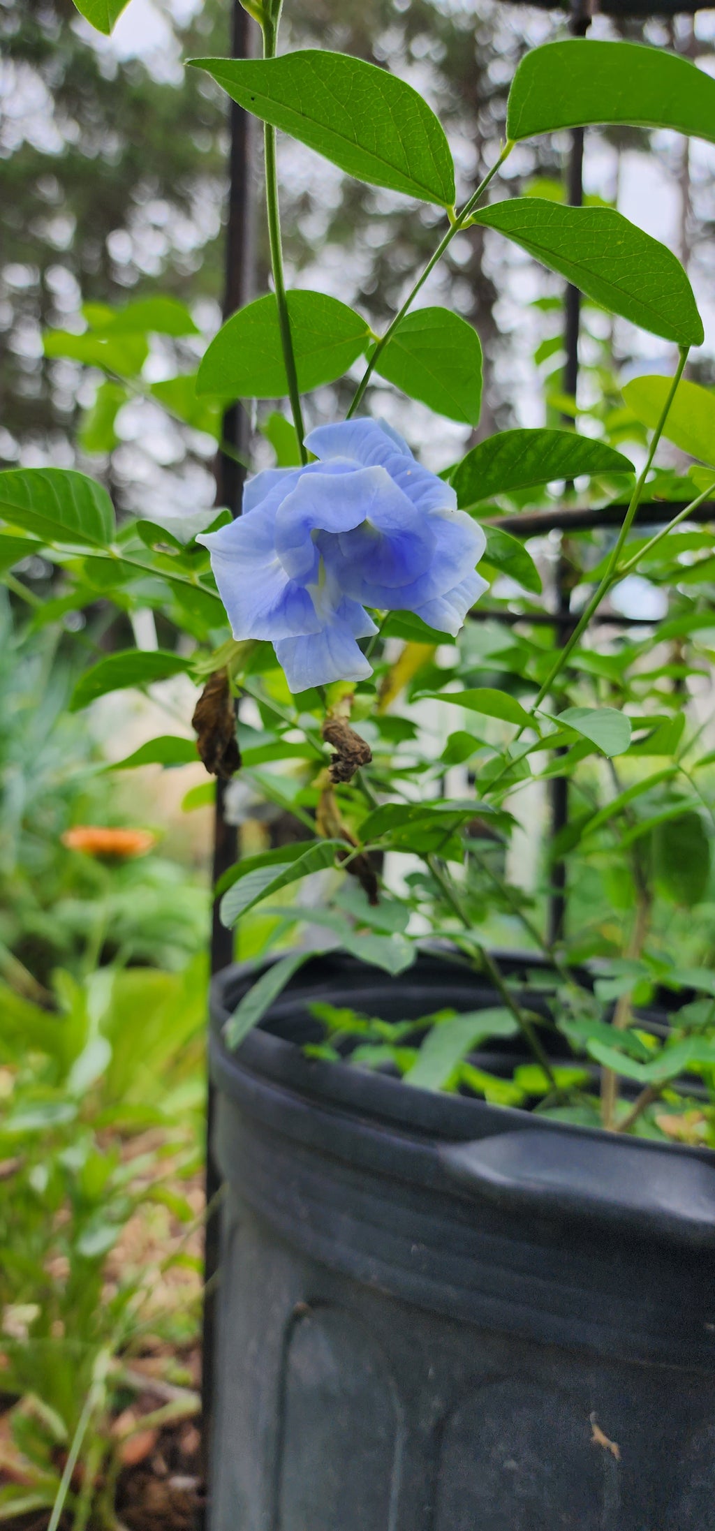 Butterfly Pea "Double Sky Blue" - Live Plant