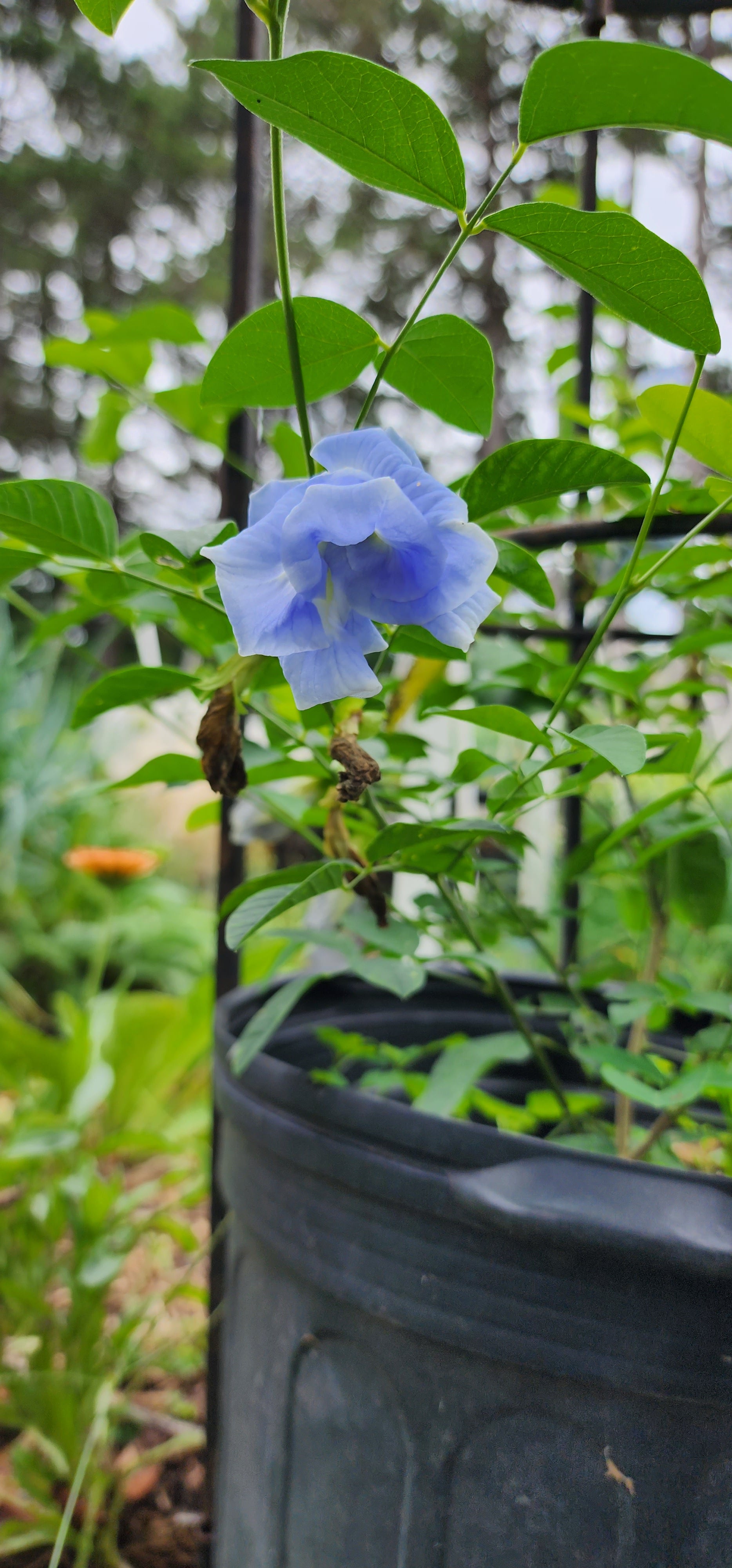 Butterfly Pea "Double Sky Blue" - Live Plant