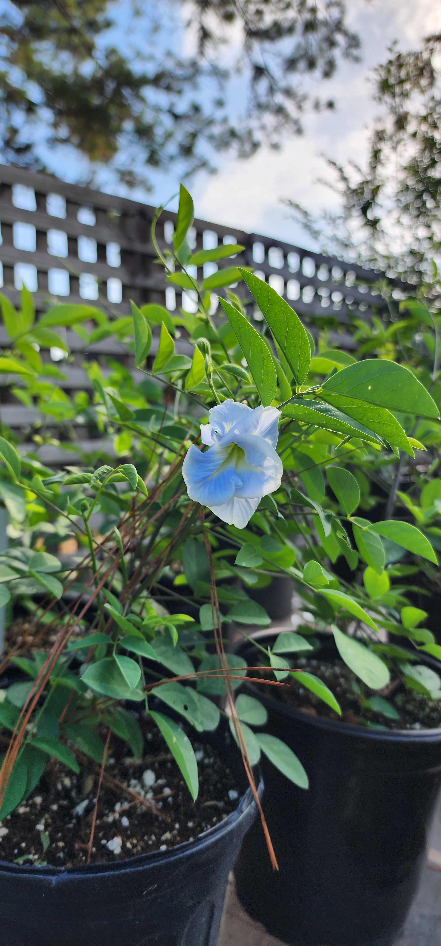 Butterfly Pea "Double Sky Blue" - Live Plant