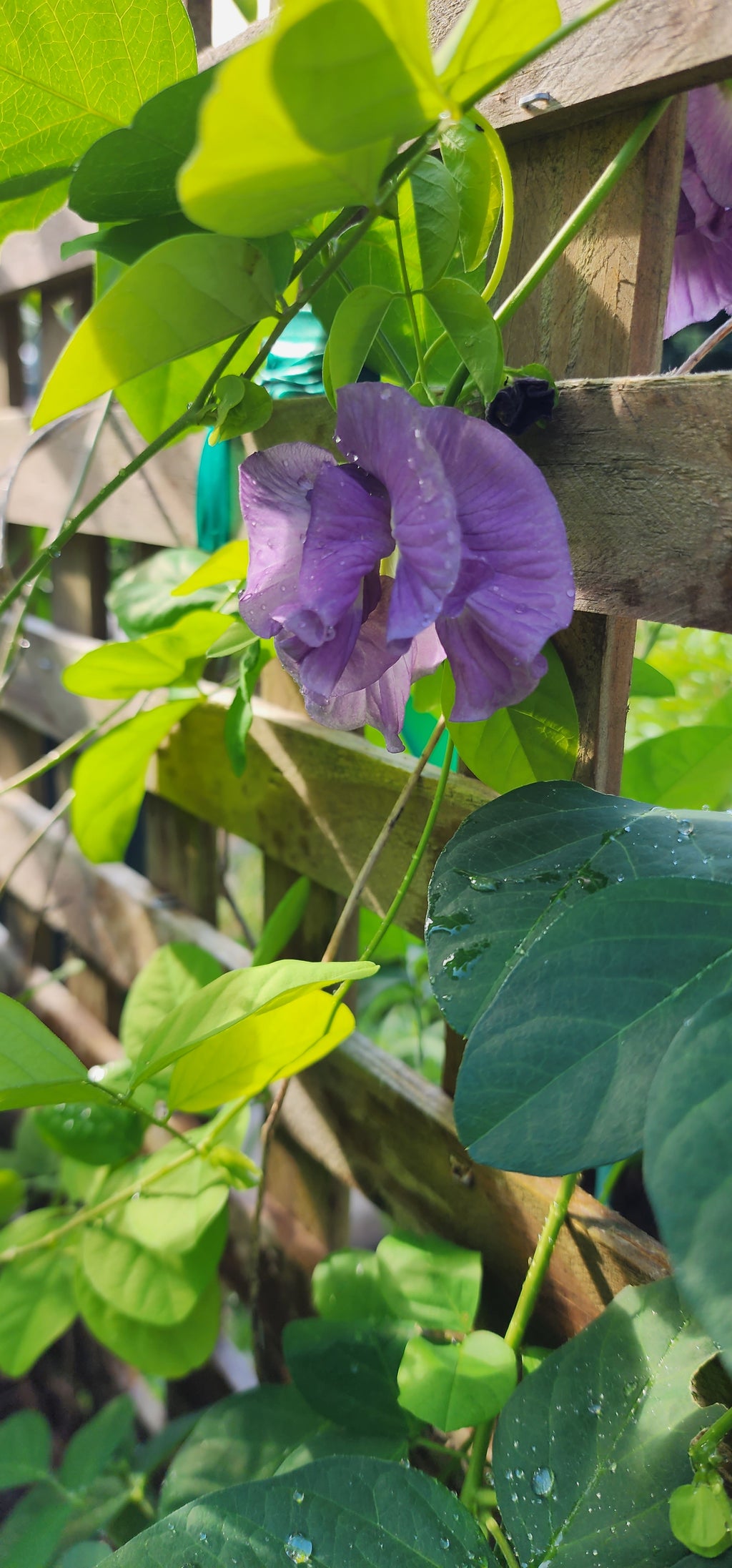 Butterfly Pea "Lavender Queen" - Live Plant