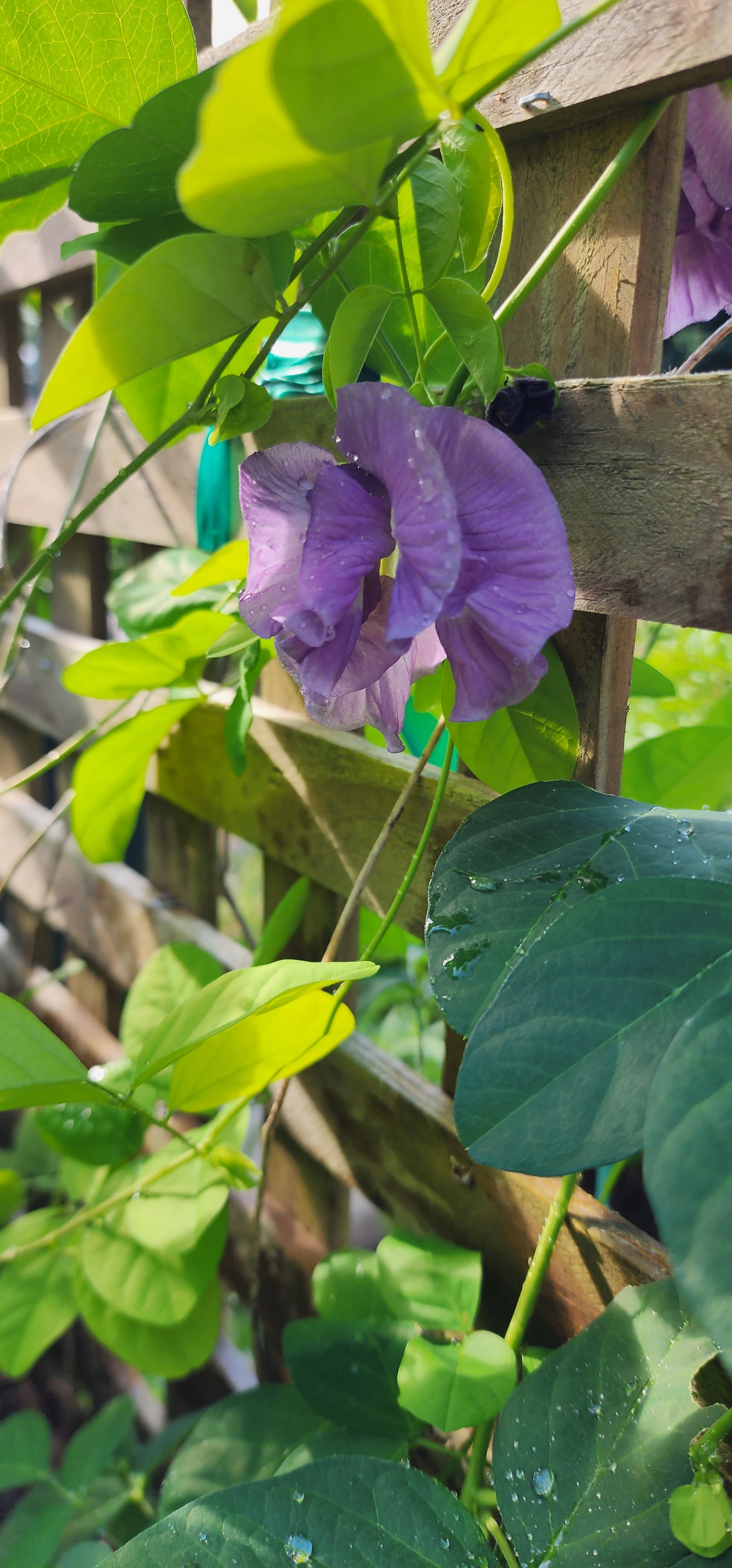 Butterfly Pea "Lavender Queen" - Live Plant