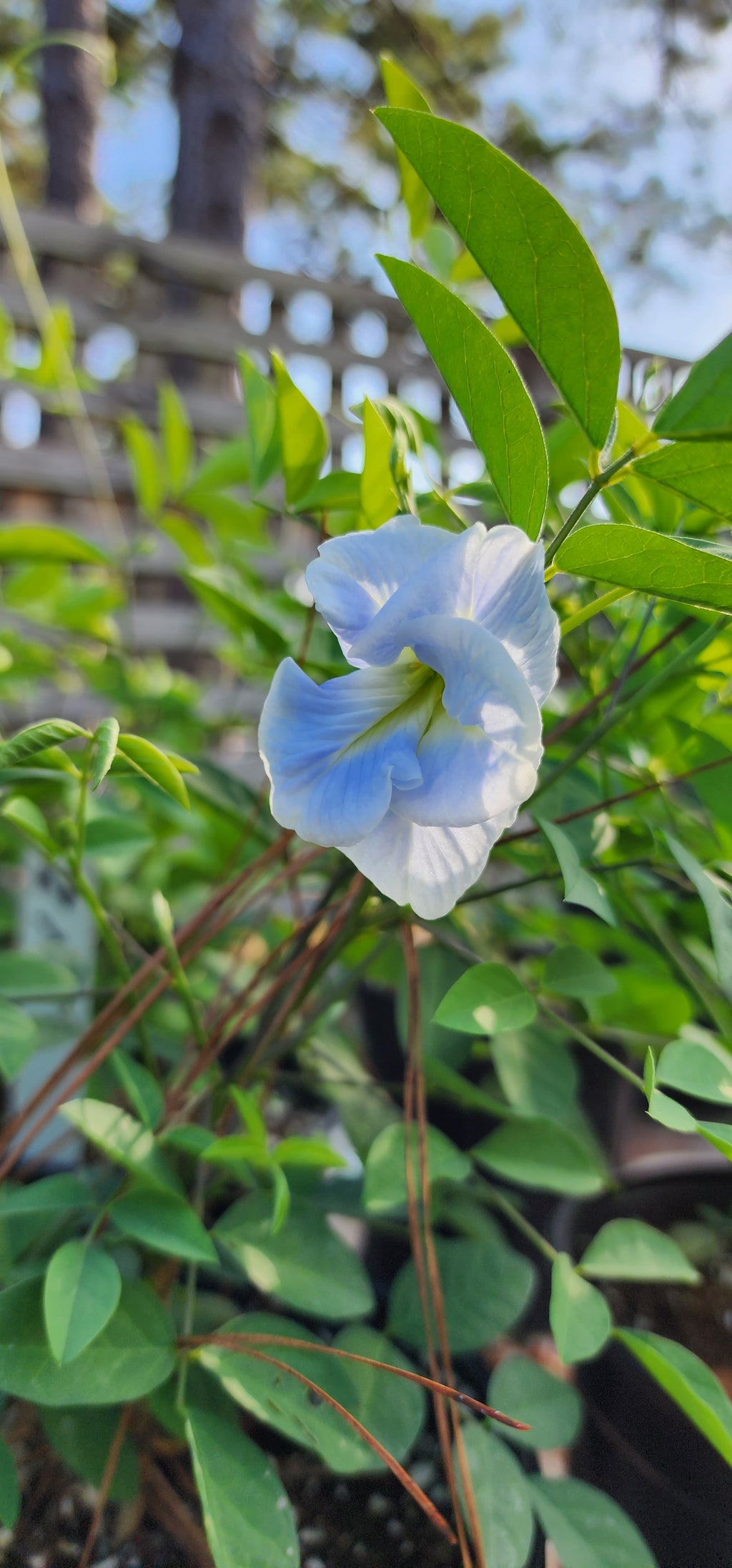 Butterfly Pea "Double Sky Blue" - Live Plant