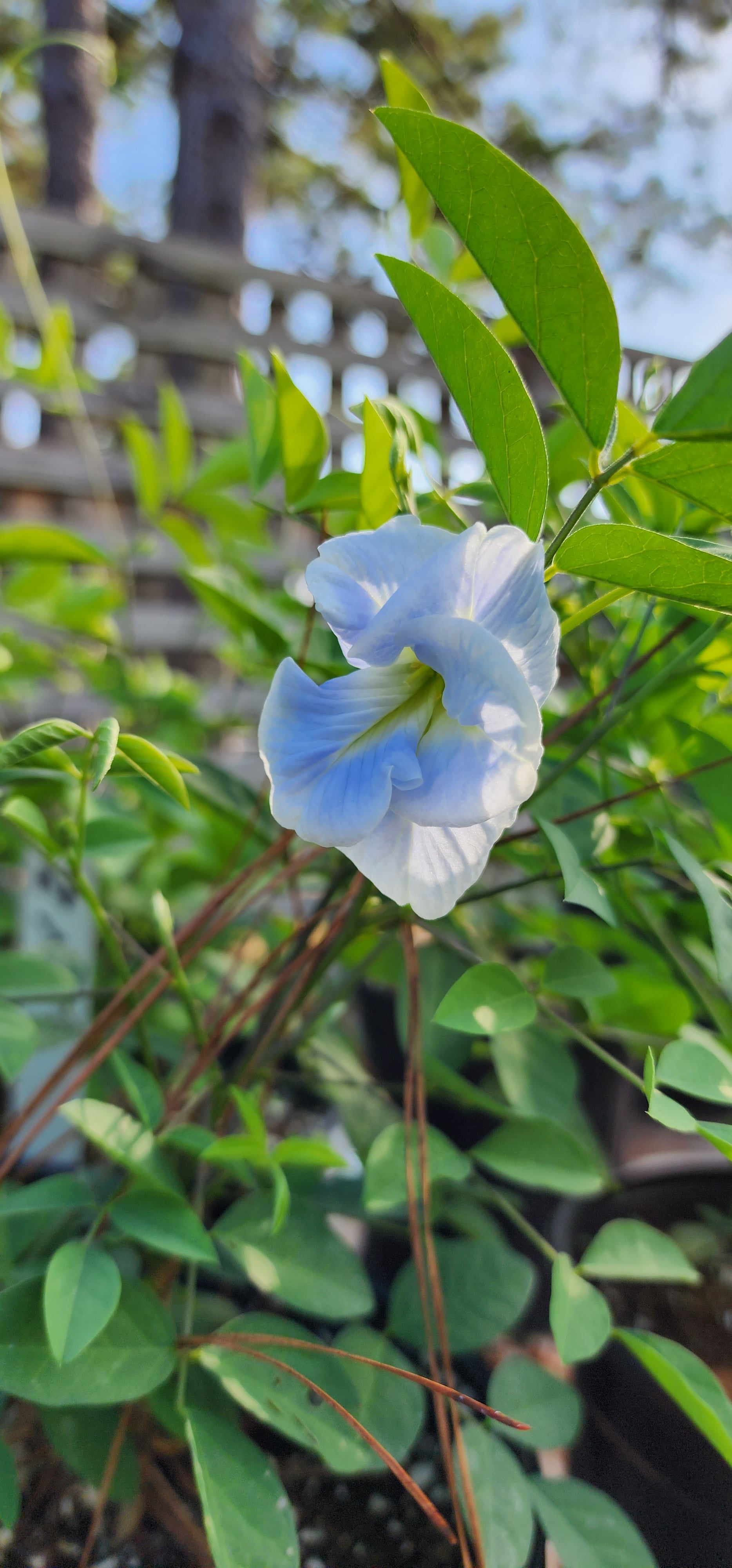 Butterfly Pea "Double Sky Blue" - Live Plant