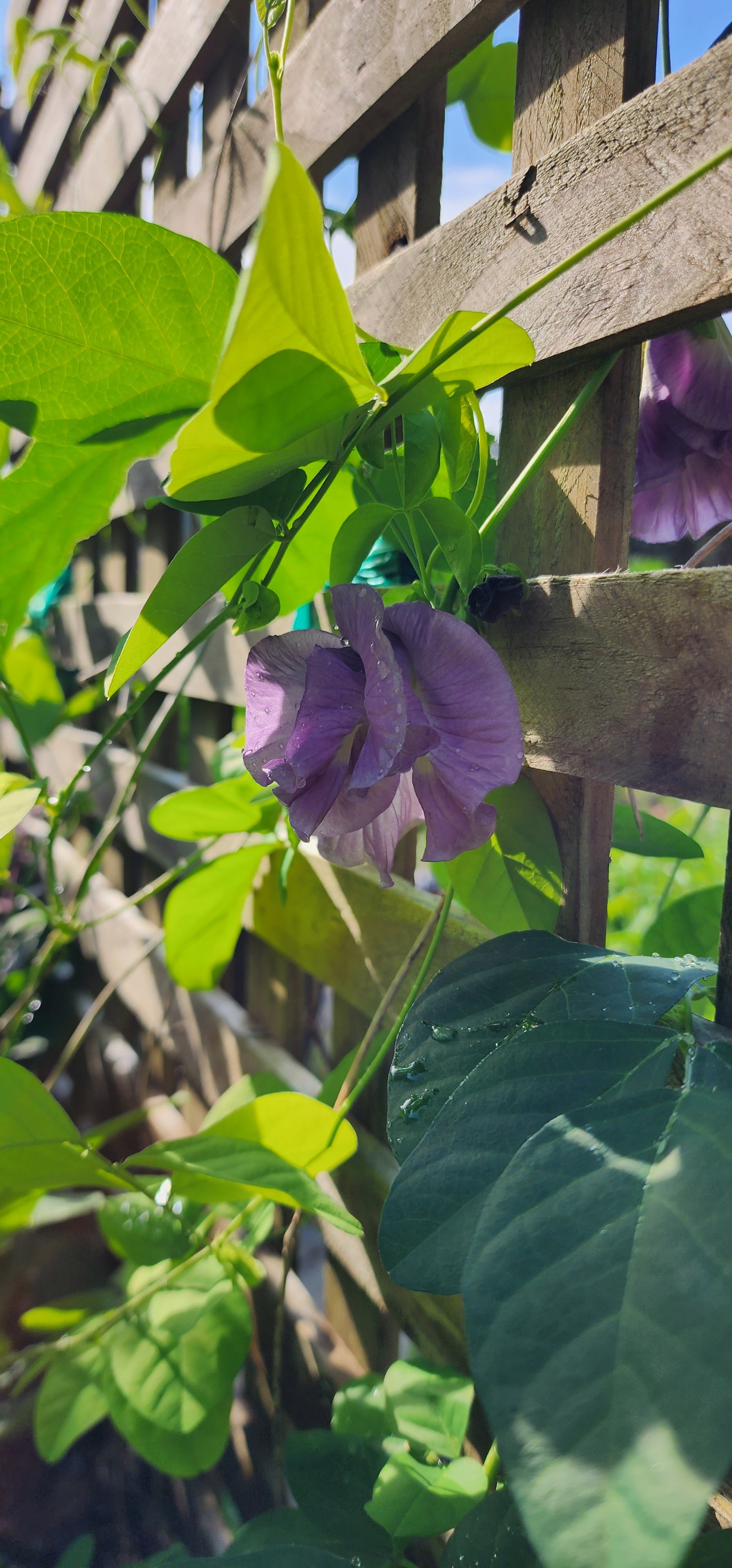 Butterfly Pea "Lavender Queen" - Live Plant