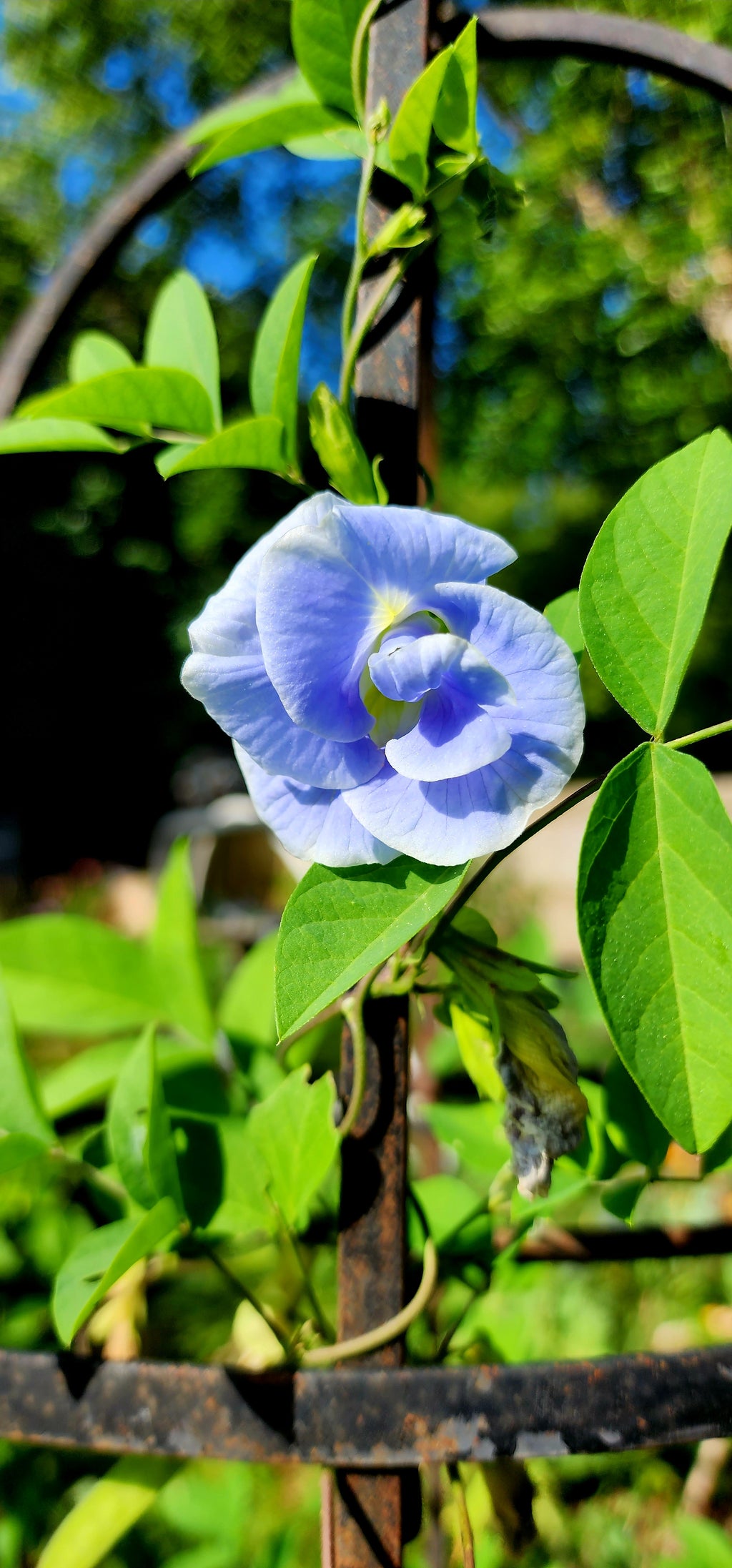 Butterfly Pea "Double Sky Blue" - Live Plant