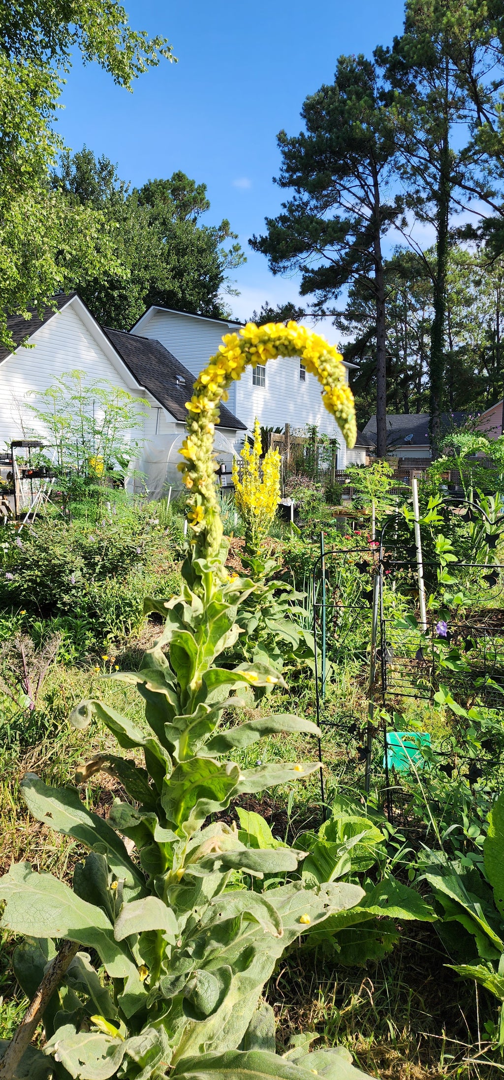 Mullein - Live Plant