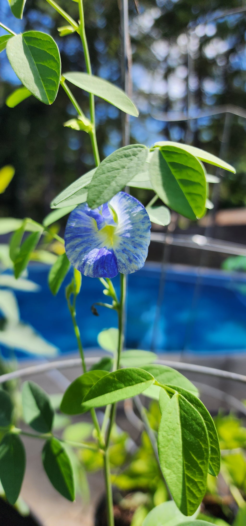 Butterfly Pea "Variegated" - Live Plant