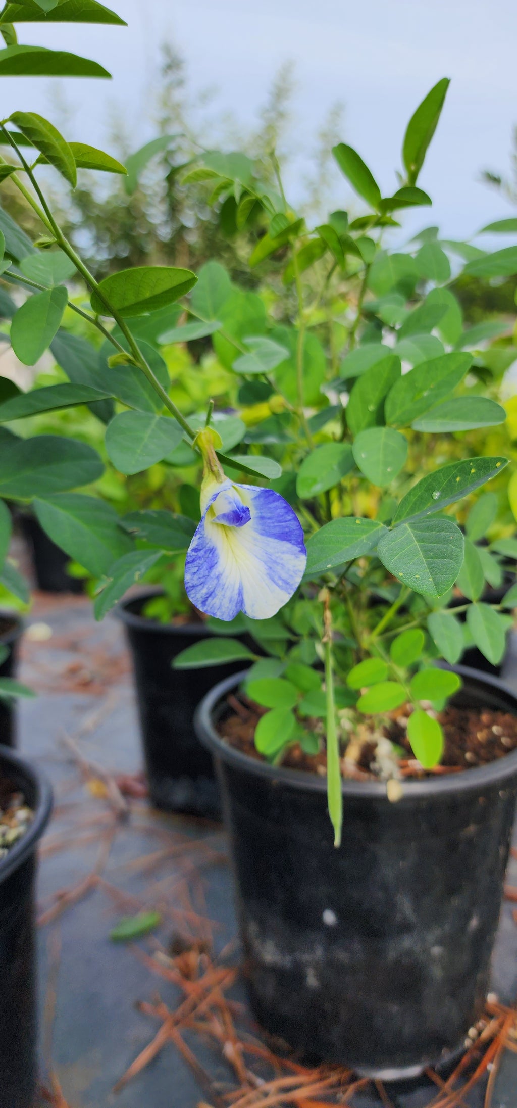 Butterfly Pea "Variegated" - Live Plant