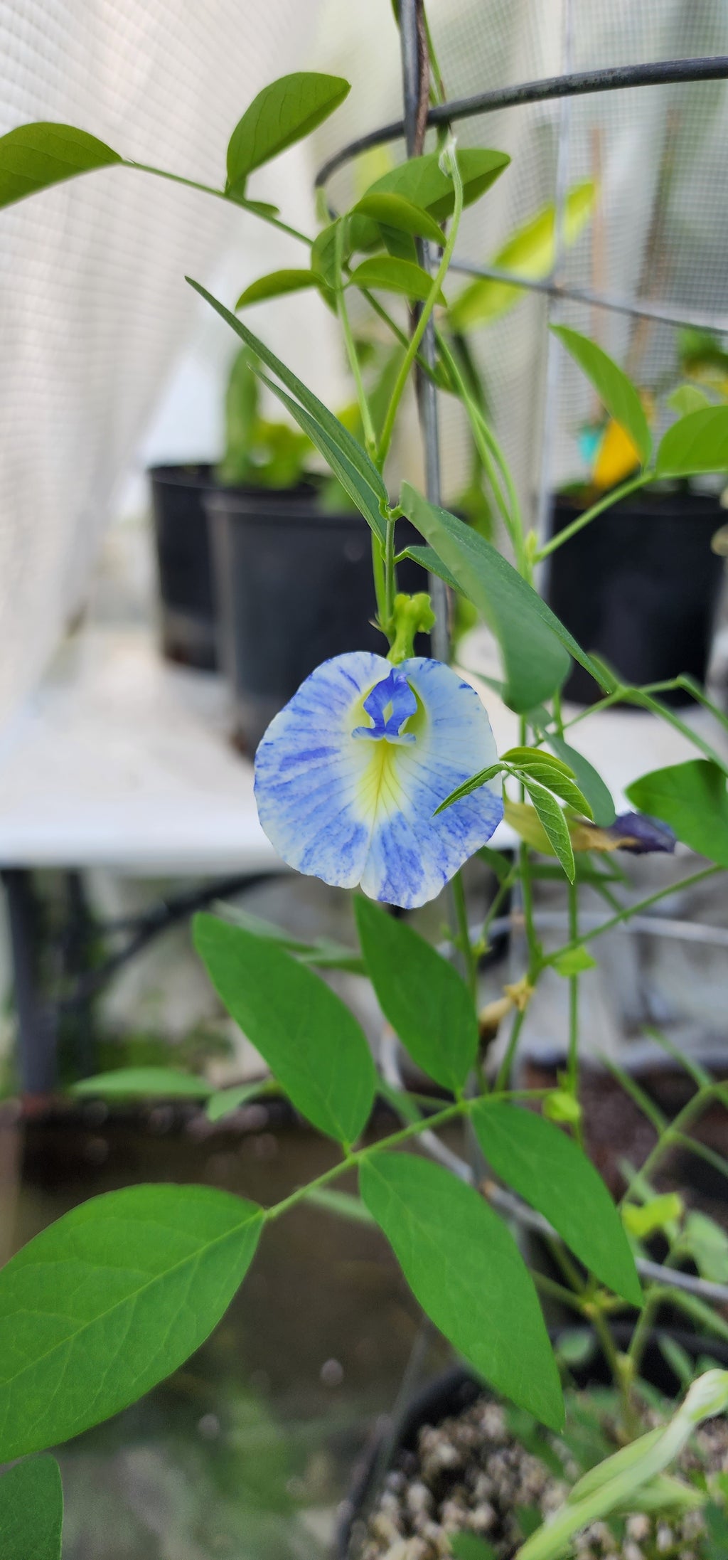 Butterfly Pea "Variegated" - Live Plant