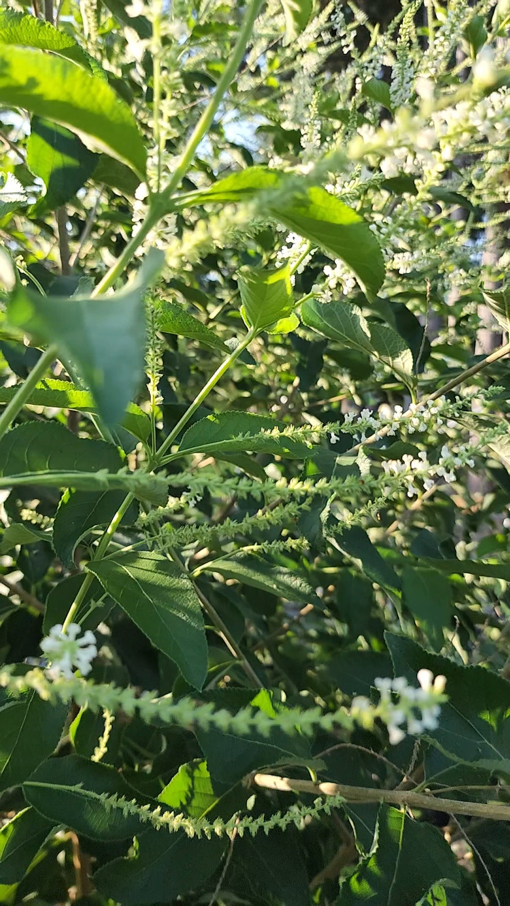 Sweet Almond Bush - Live Plant