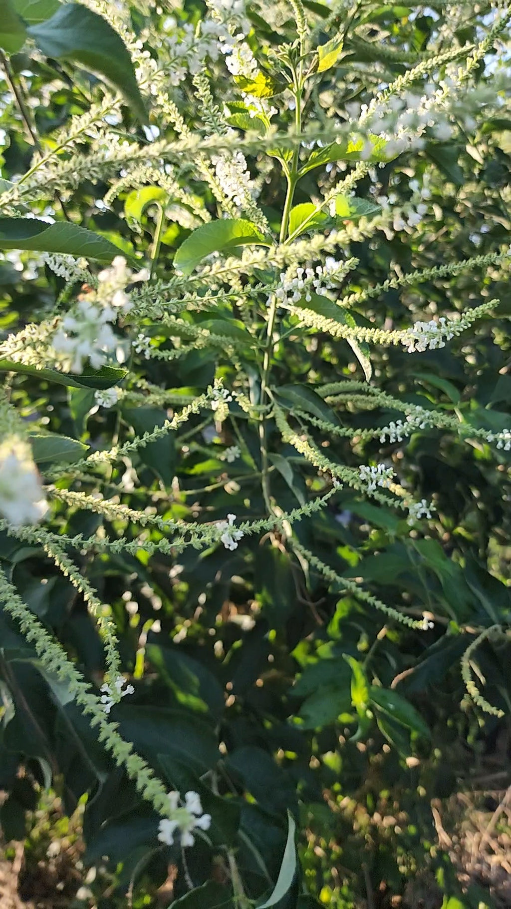 Sweet Almond Bush - Live Plant
