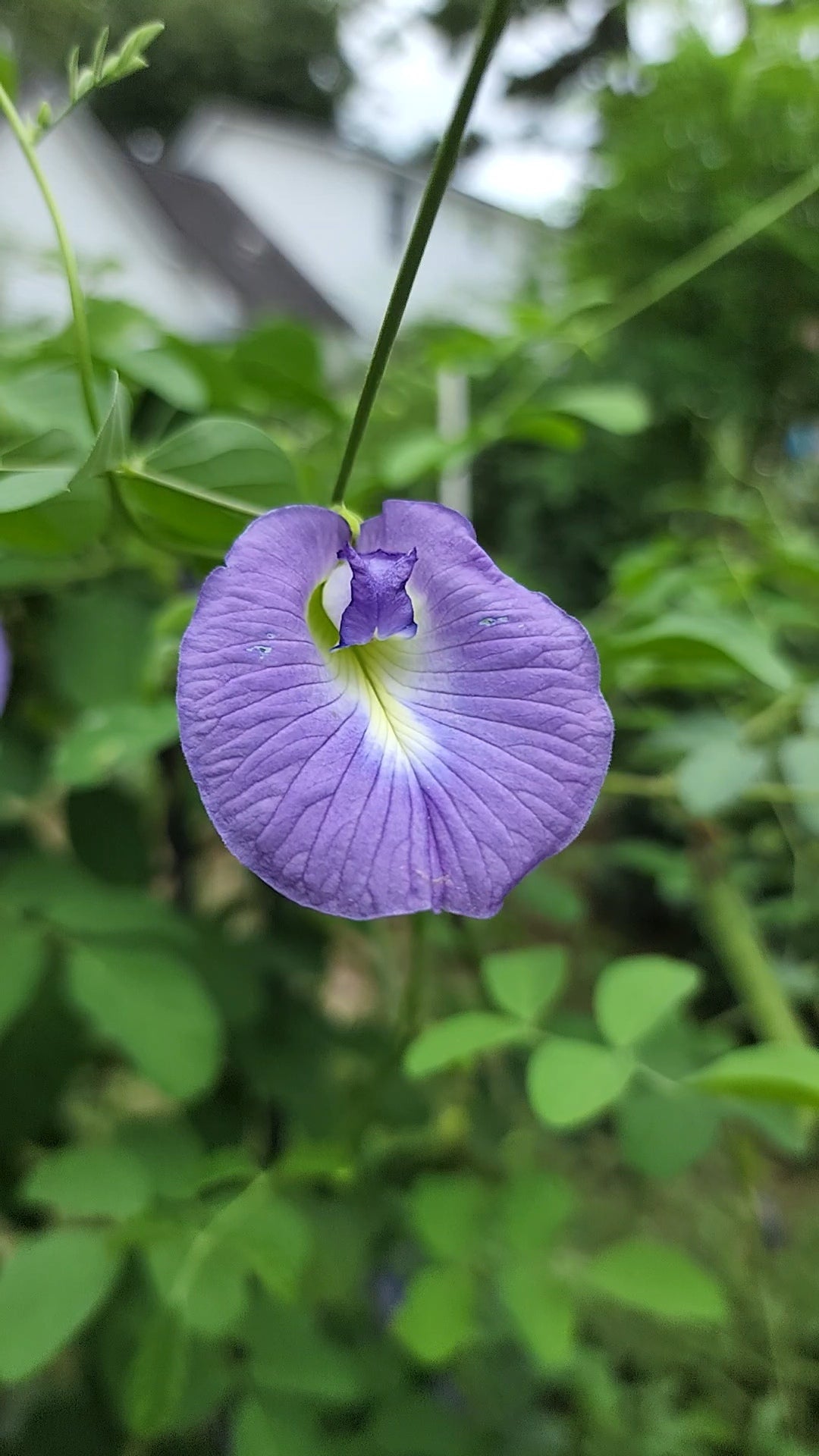 Butterfly Pea "Purple" - Live Plant
