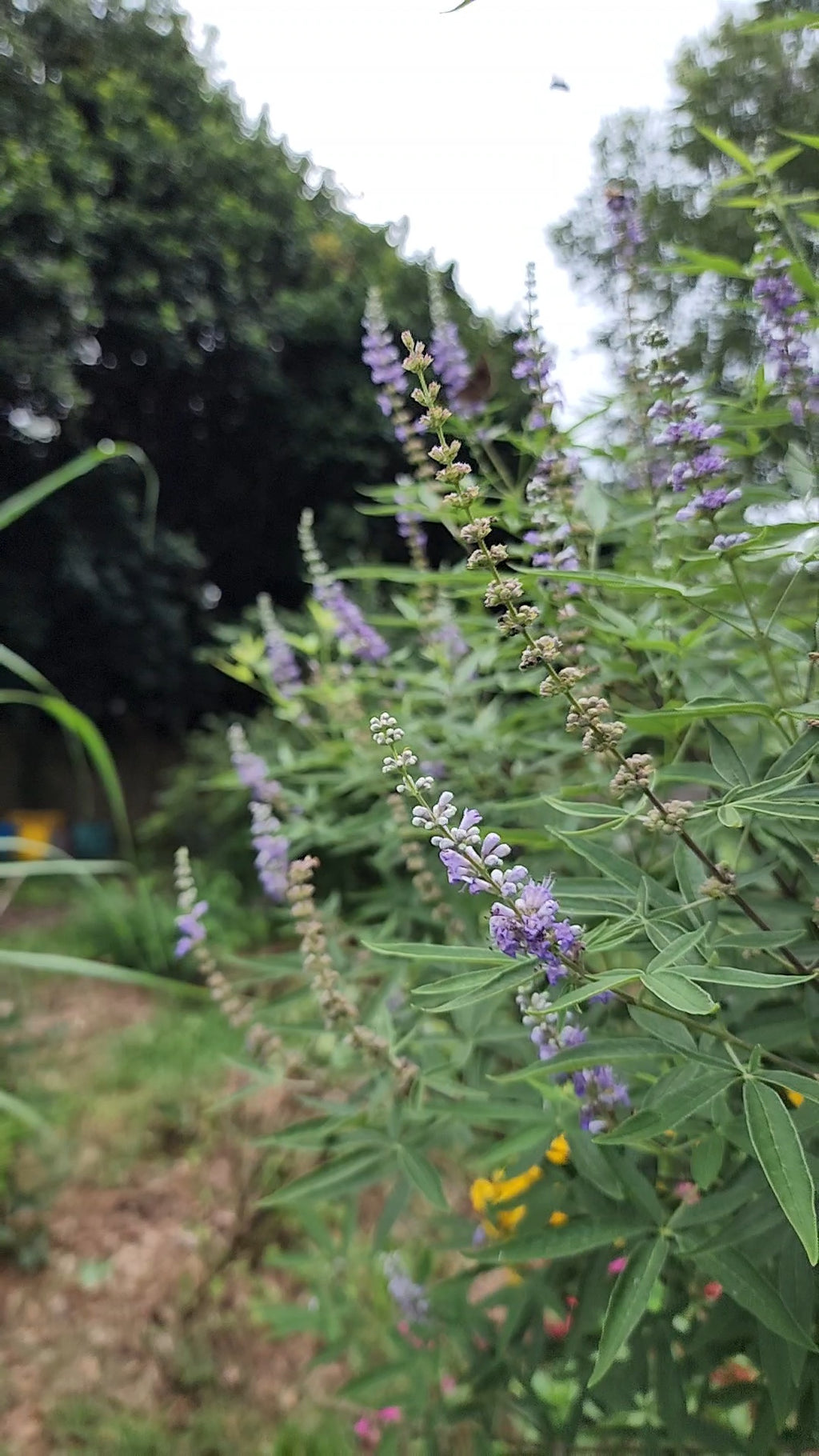 Chaste or Vitex Tree - Live Plant