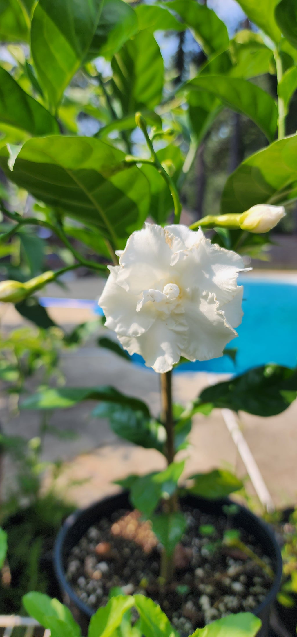 Gardenia "Florida Cape" - Live Plant
