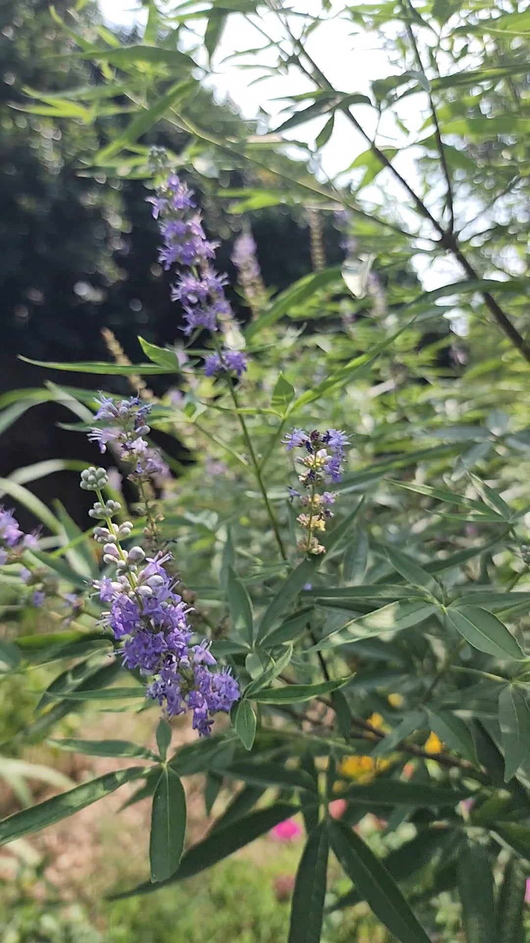 Chaste or Vitex Tree - Live Plant