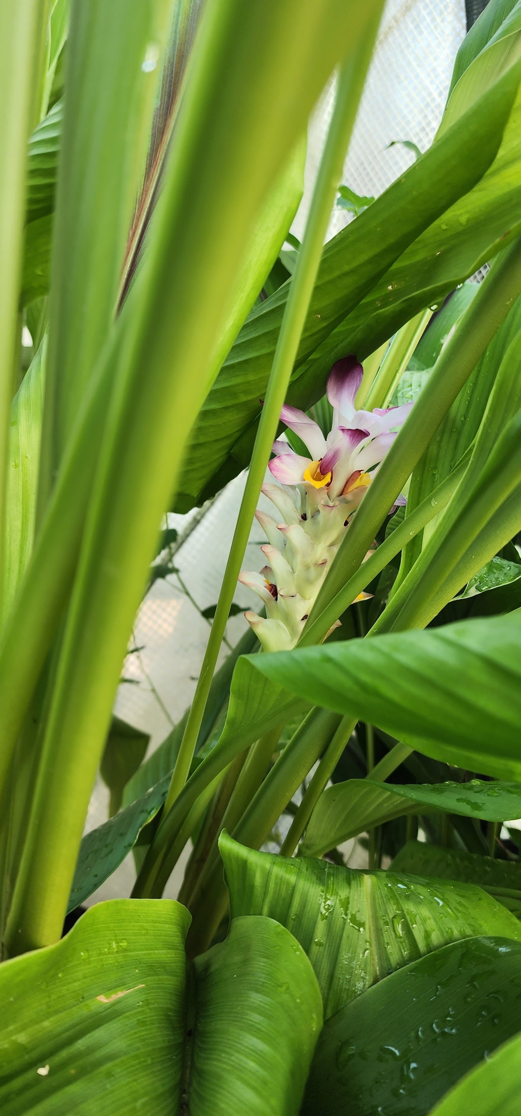 Turmeric "Black" - Live Plant