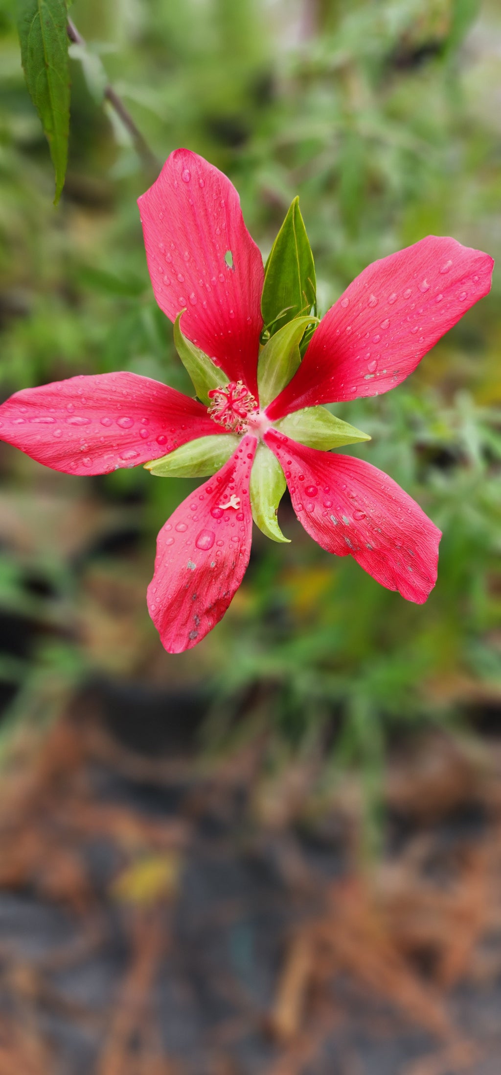 Hibiscus "Texas Star" - Live Plant