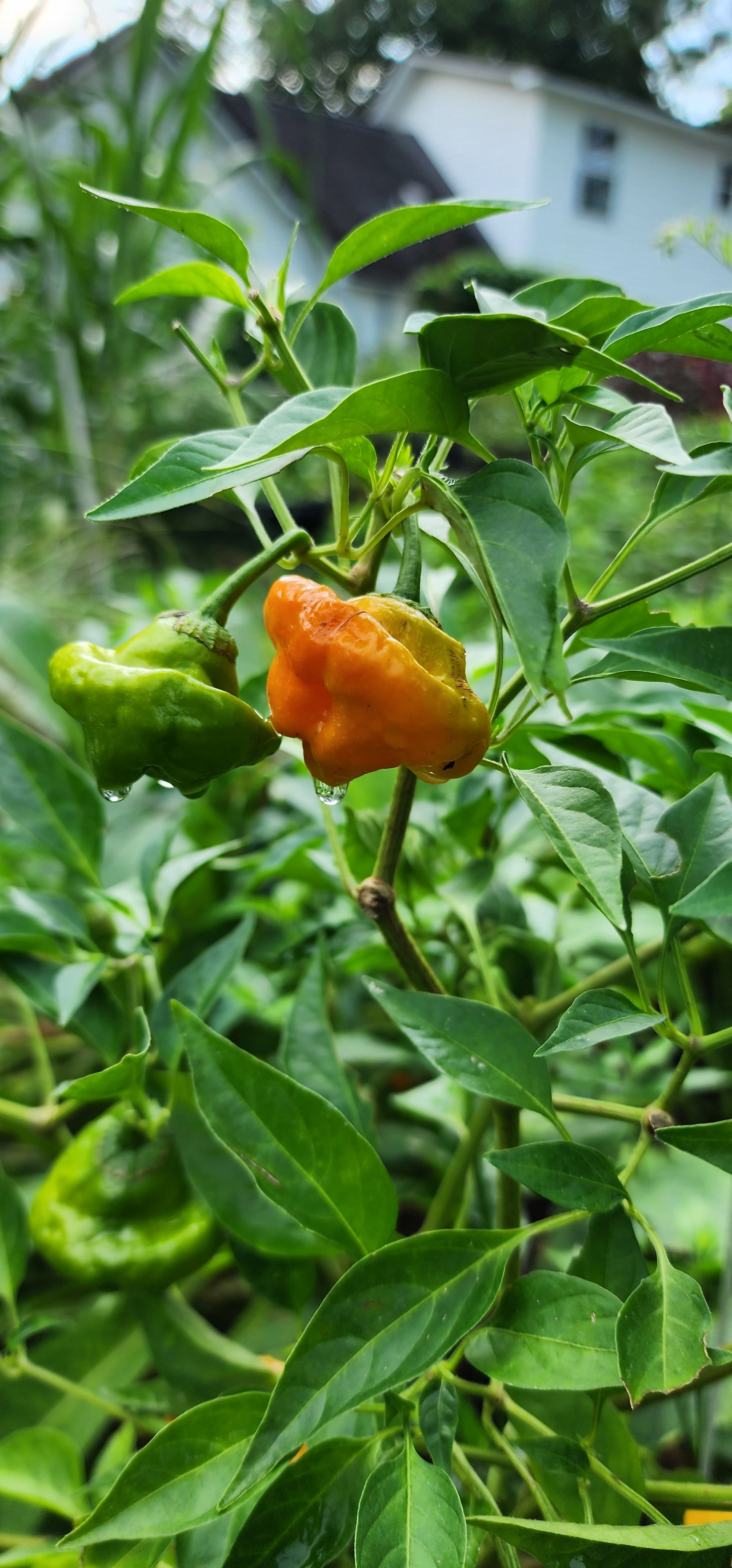 Pepper Plant "Jamaican Yellow Scotch Bonnet"- Live Plant