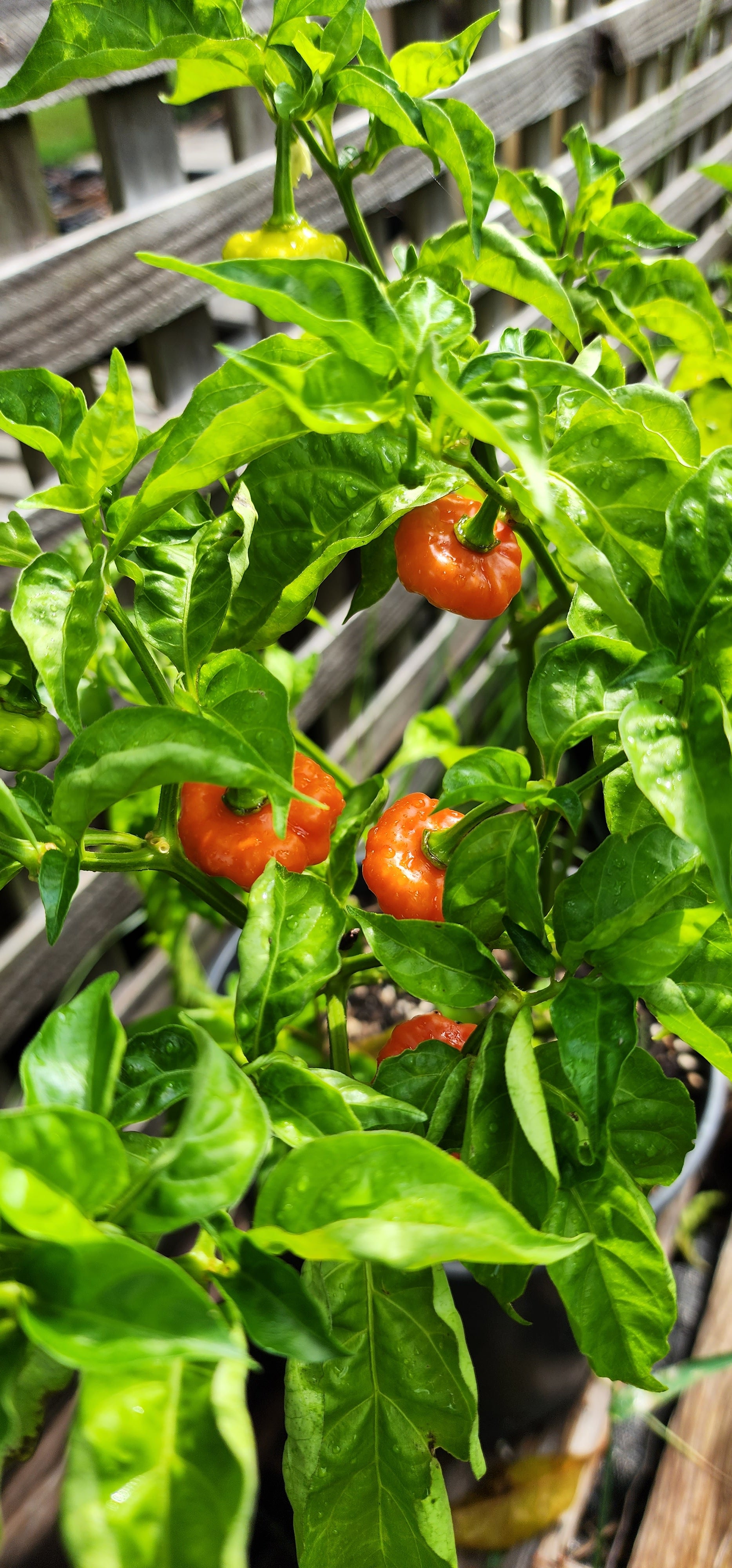 Pepper Plant "Jamaican Yellow Scotch Bonnet"- Live Plant