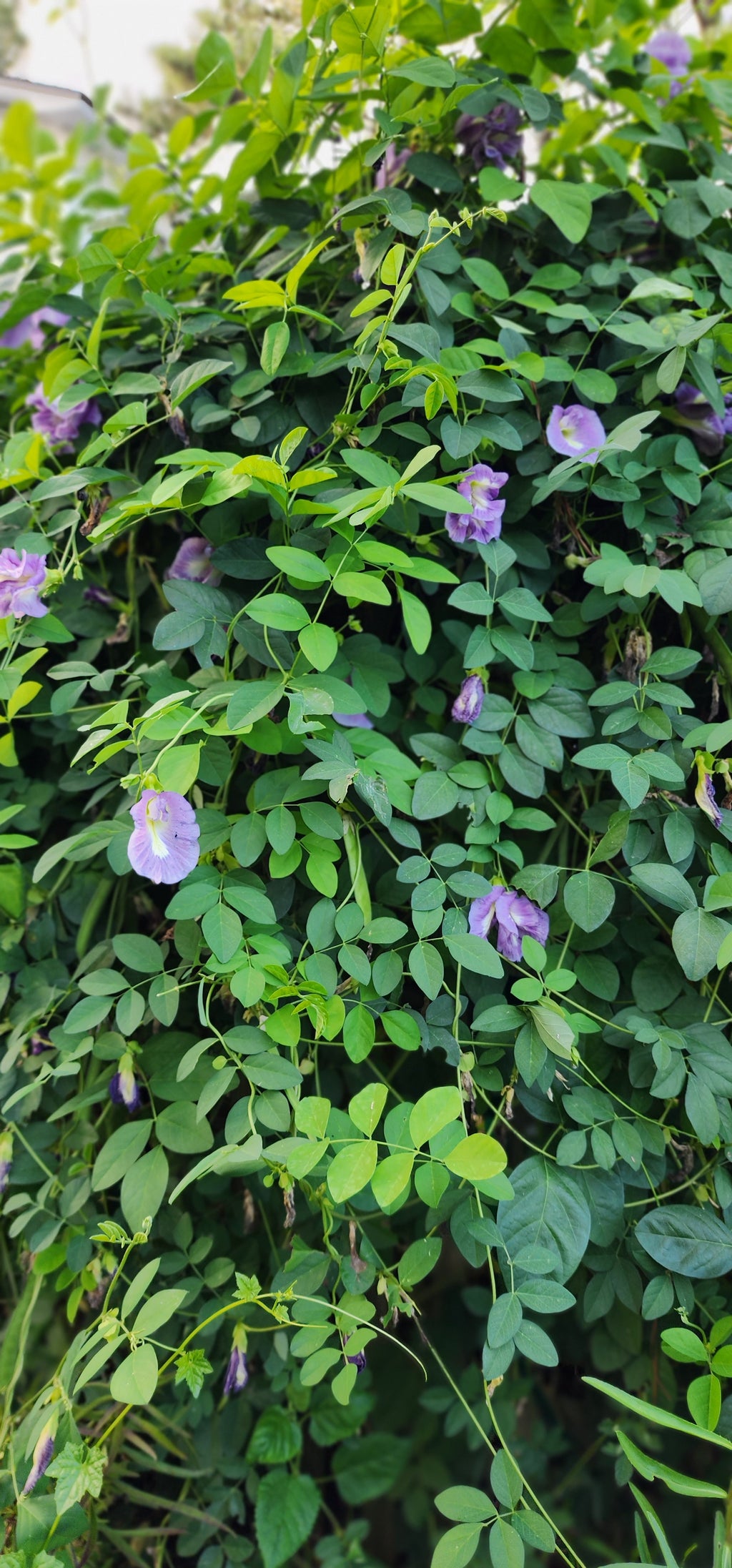Butterfly Pea "Lavender Queen" - Live Plant