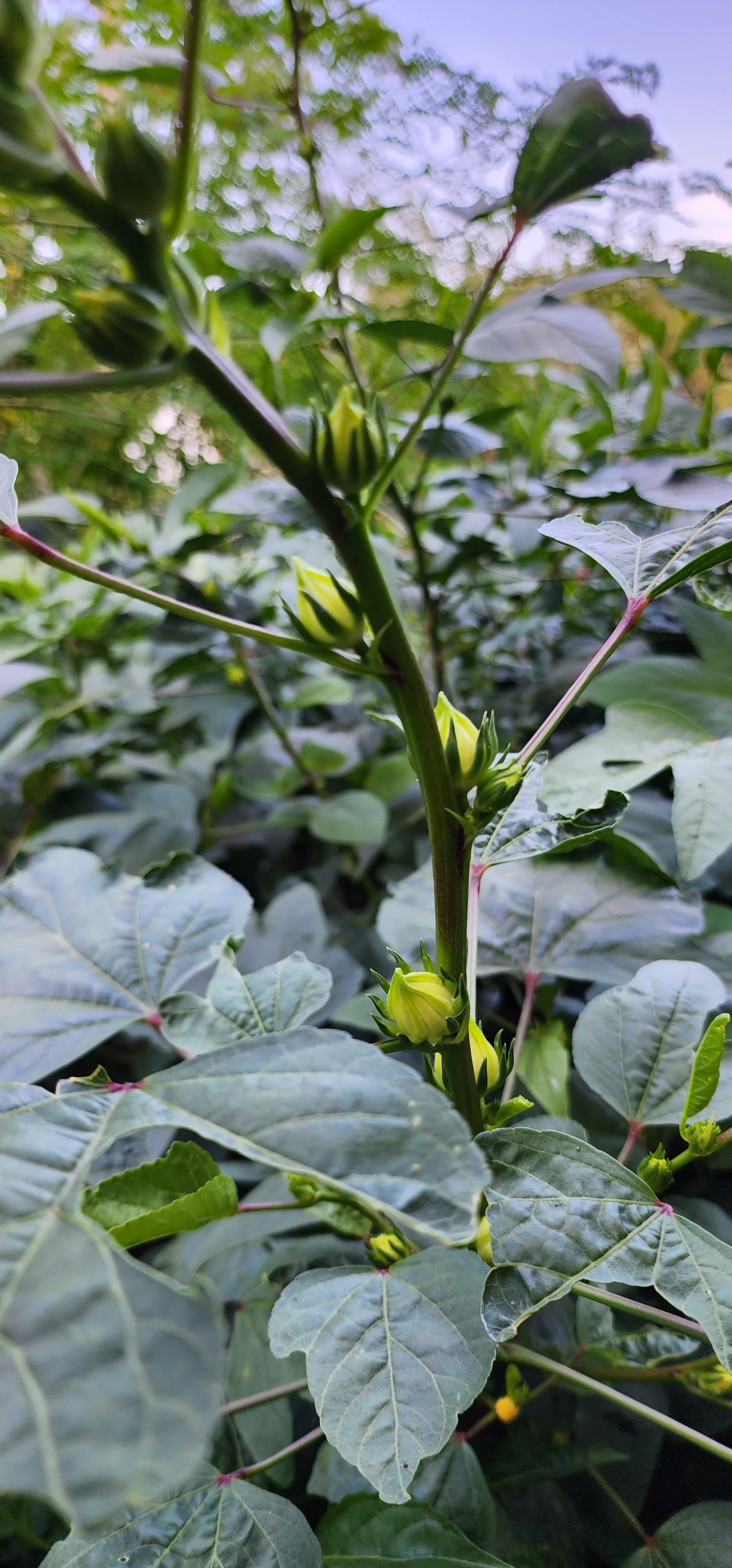 Roselle "White" - Live Plant