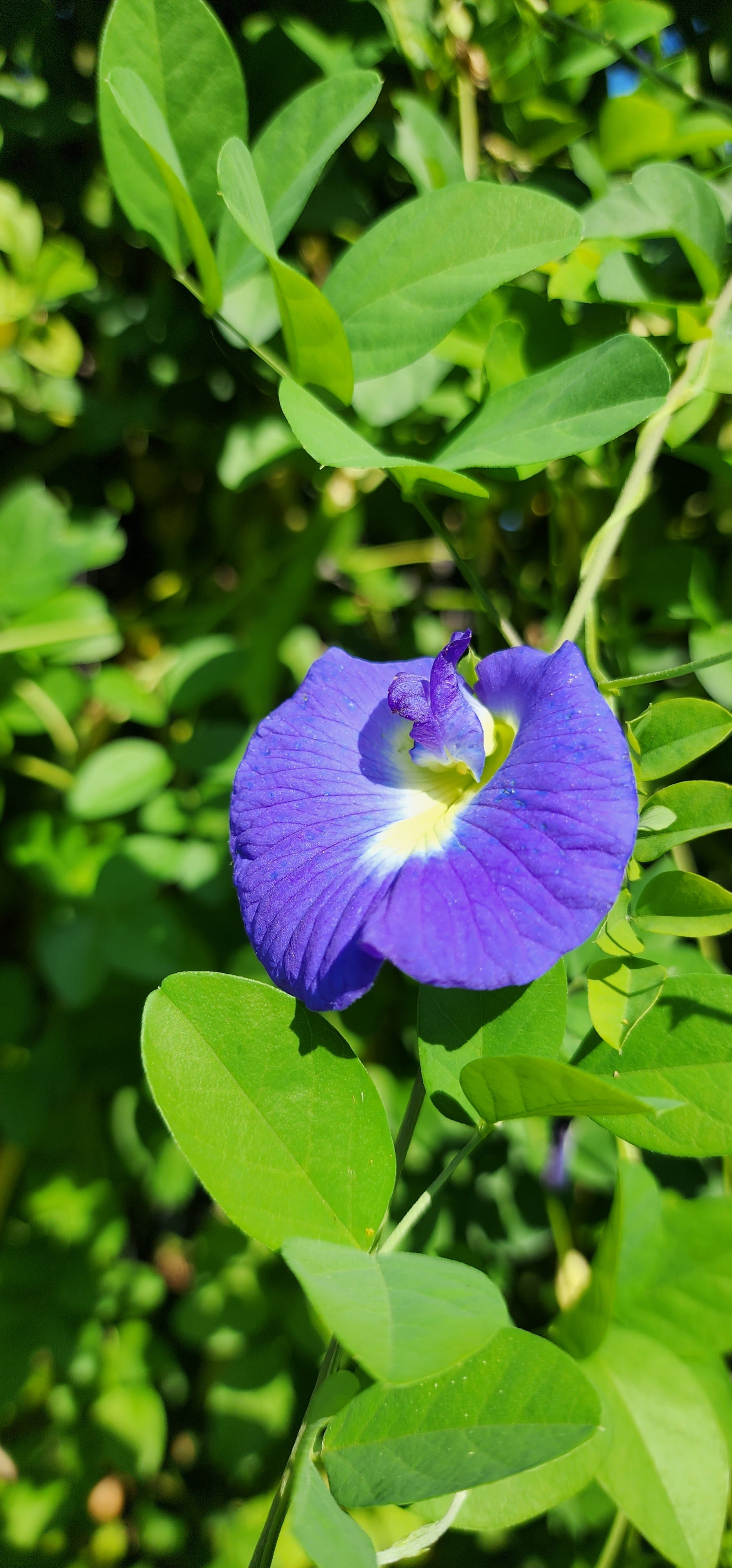 Butterfly Pea "Blue" - Live Plant