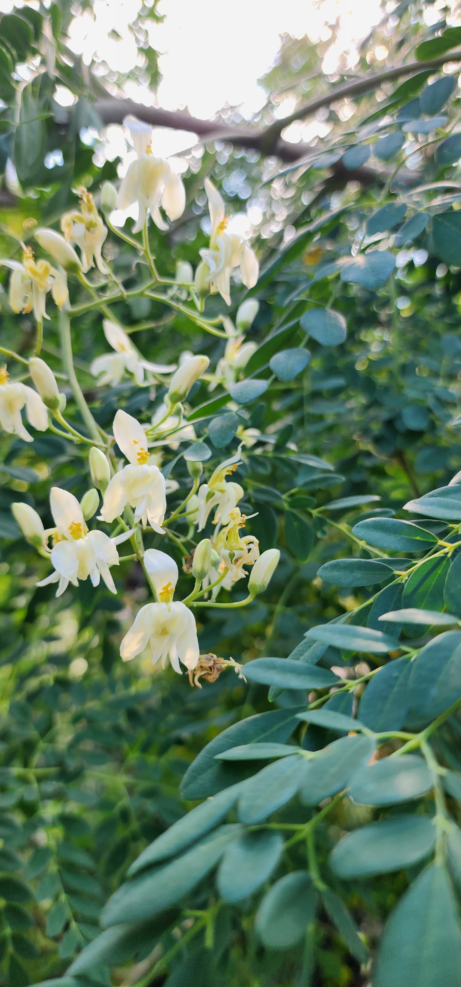 Moringa - Live Plant