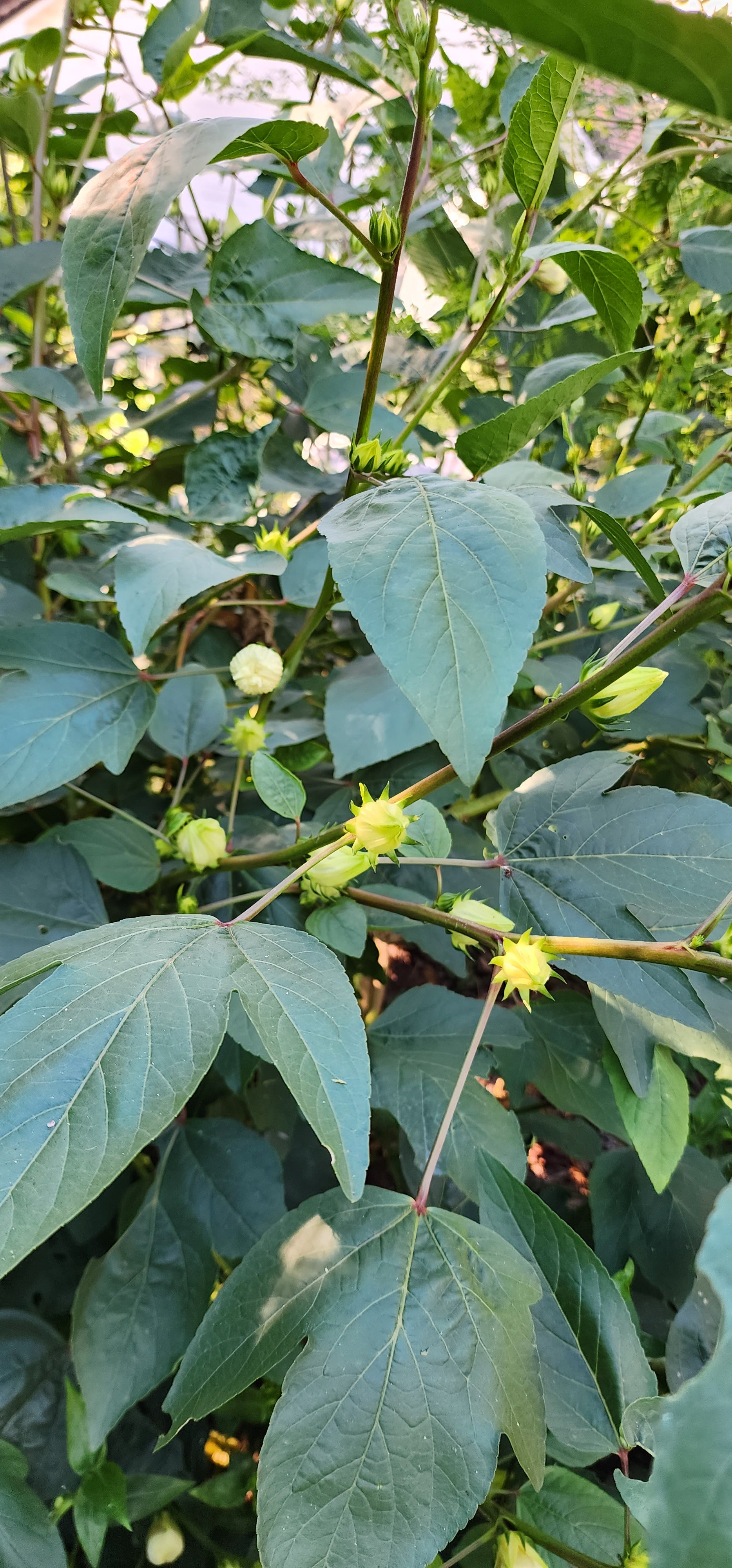Roselle "White" - Live Plant