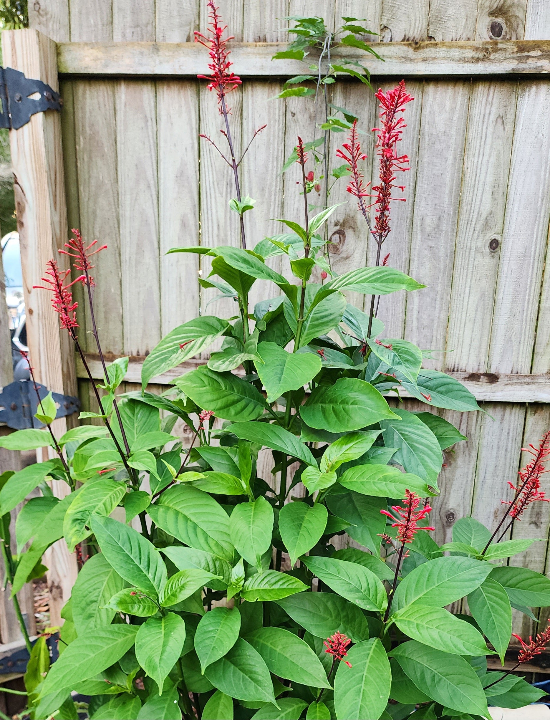 Firespike Bush - Live Plant