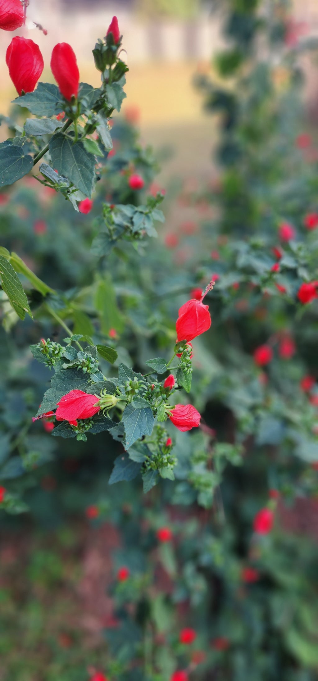 Turk's Cap Hibiscus - Live Plant