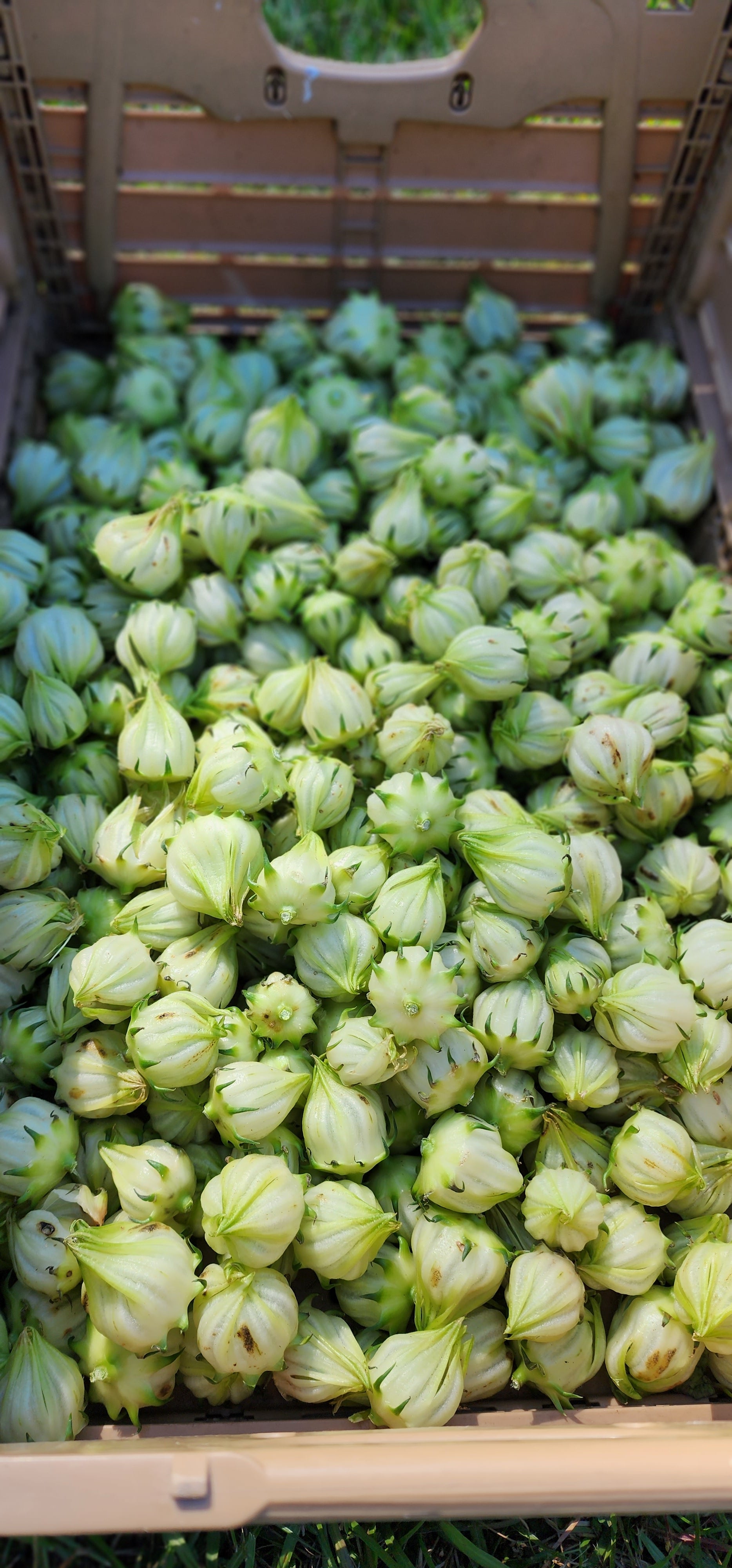 Roselle "White" - Live Plant