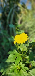 Mexican Sunflower, Yellow - Live Plant