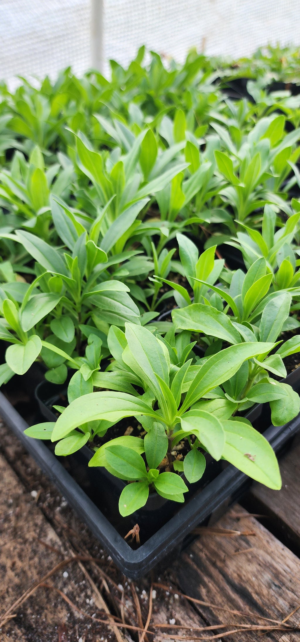 Soapwort - Live Plant