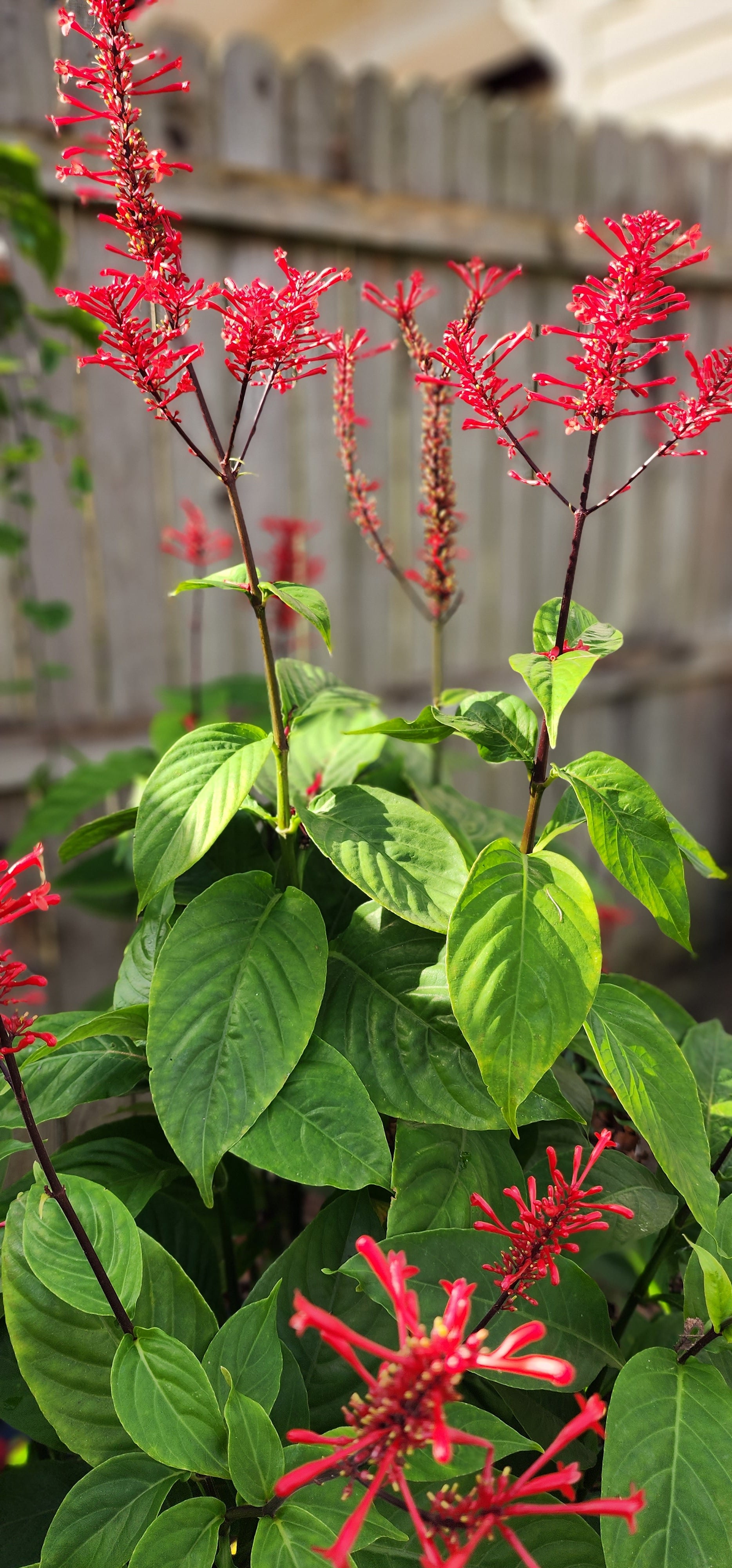 Firespike Bush - Live Plant