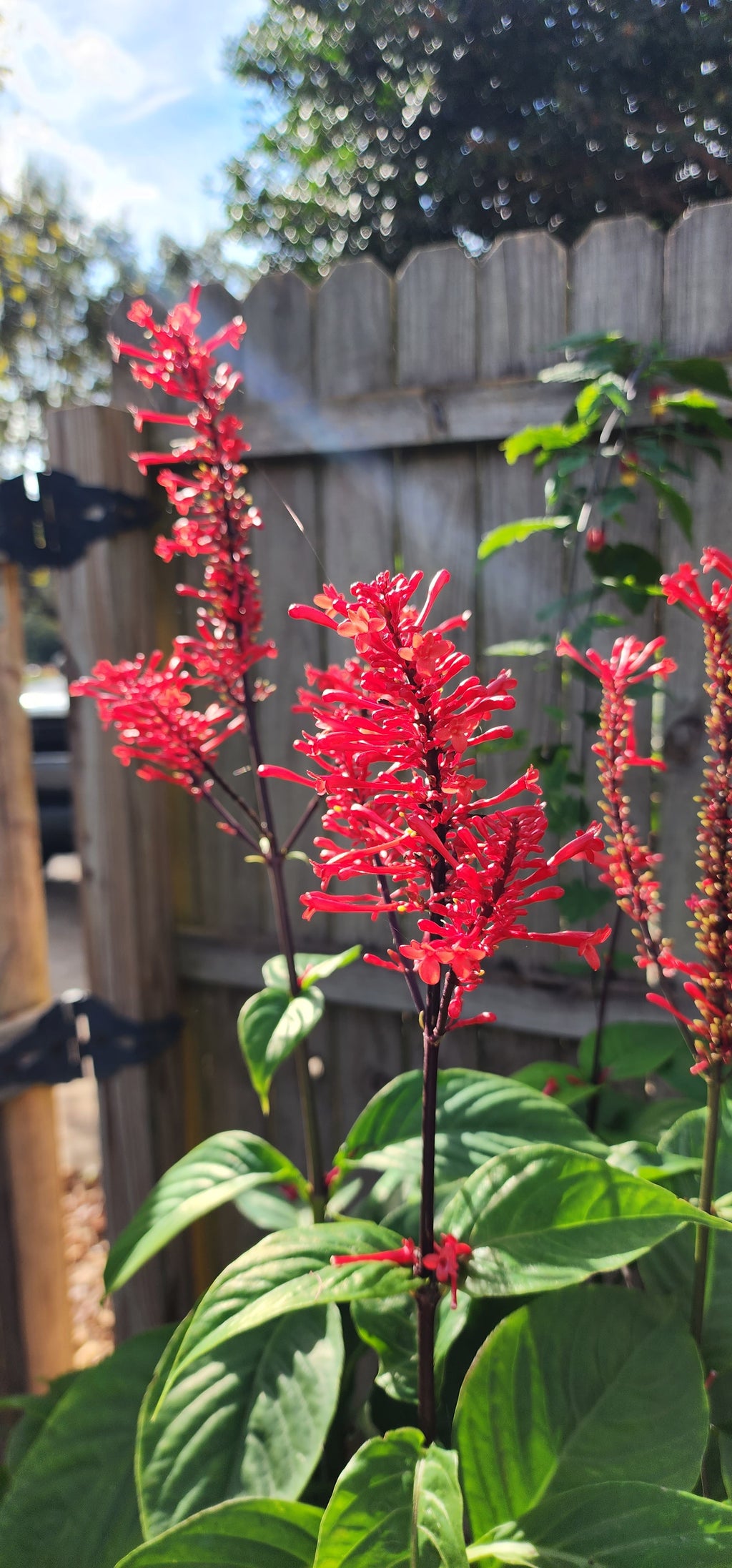 Firespike Bush - Live Plant