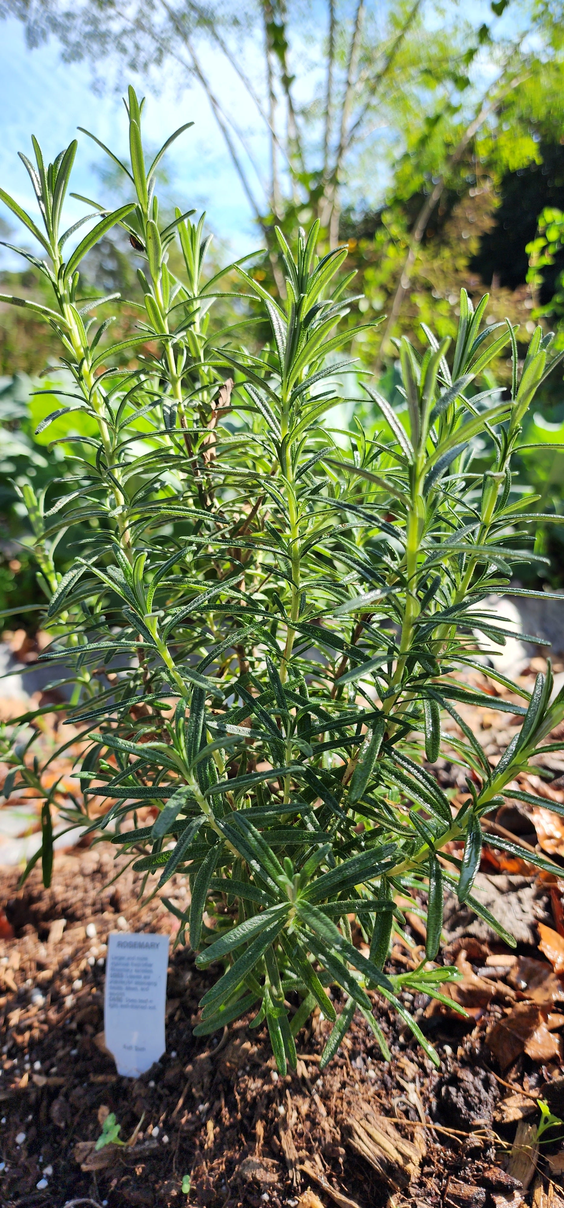 Rosemary "Gorizia" - Live Plant