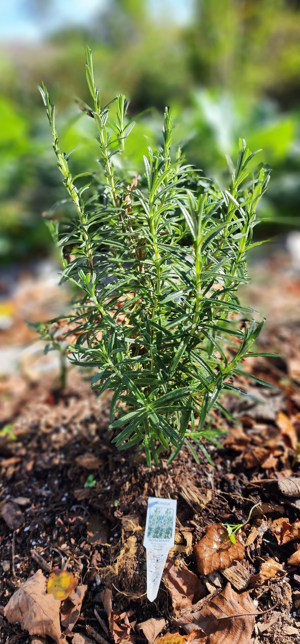 Rosemary "Gorizia" - Live Plant