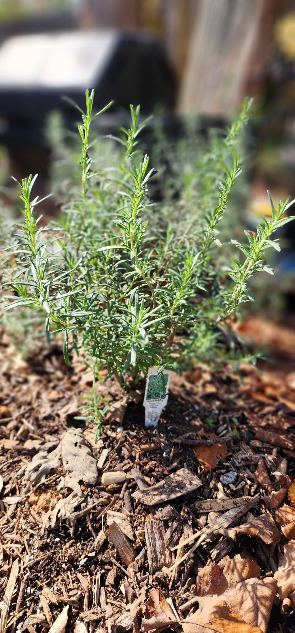 Rosemary "Arp" - Live Plant
