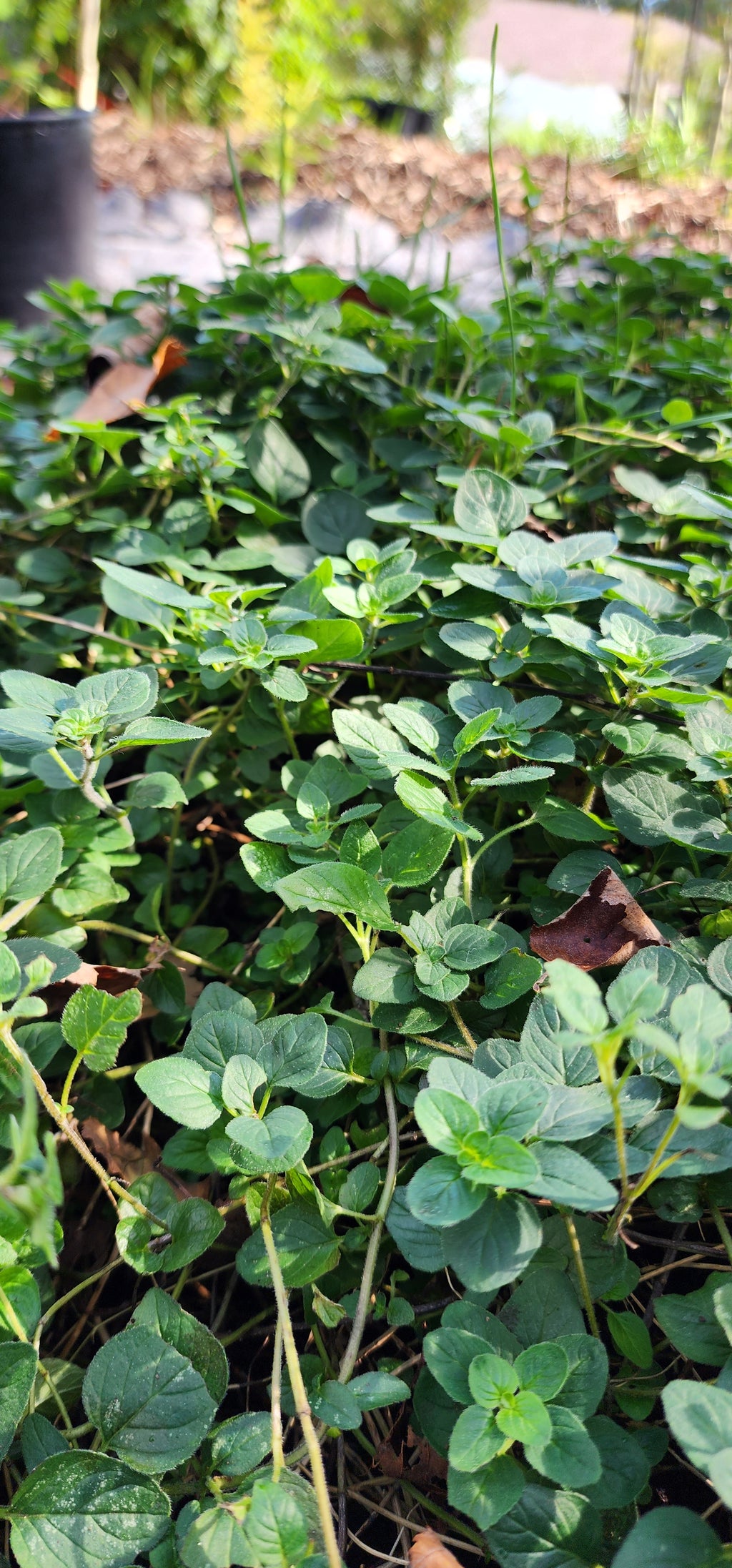 Oregano "Greek" - Live Plant