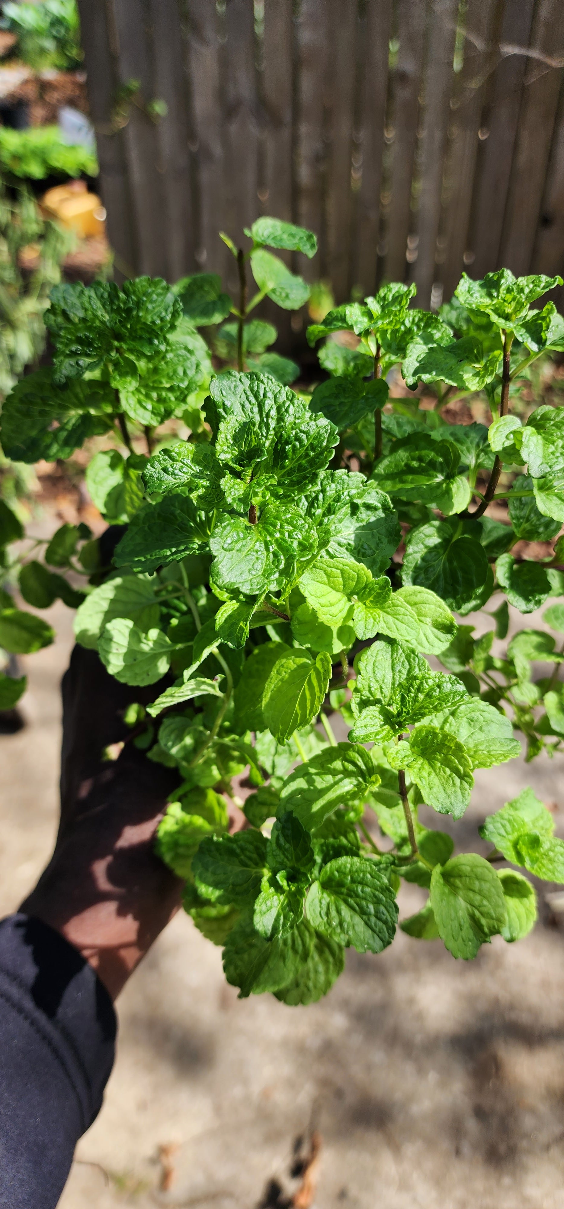 Mint "Curly" - Live Plant