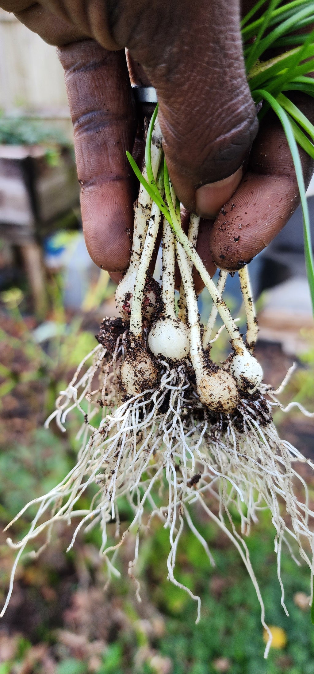 Wild Garlic - Live Plant