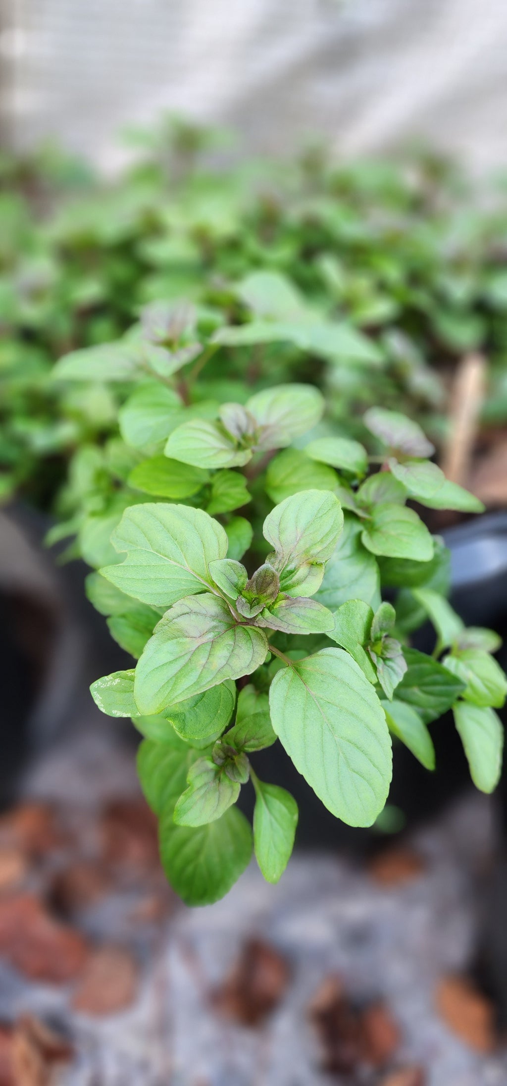 Mint "Lime" - Live Plant