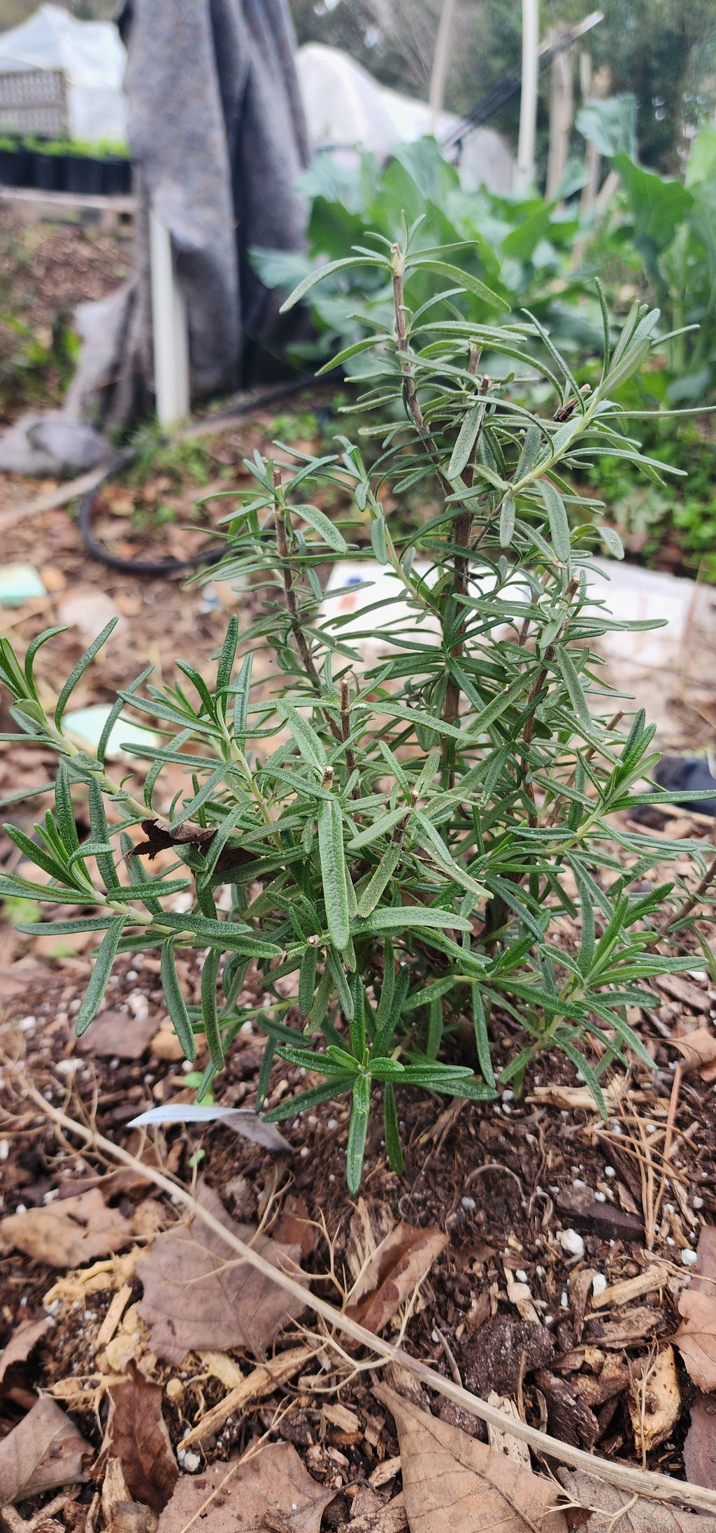 Rosemary "Gorizia" - Live Plant