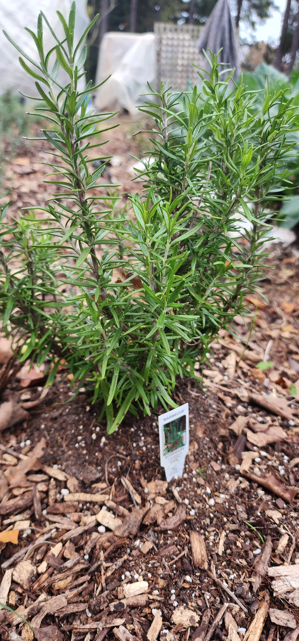 Rosemary "BBQ" - Live Plant