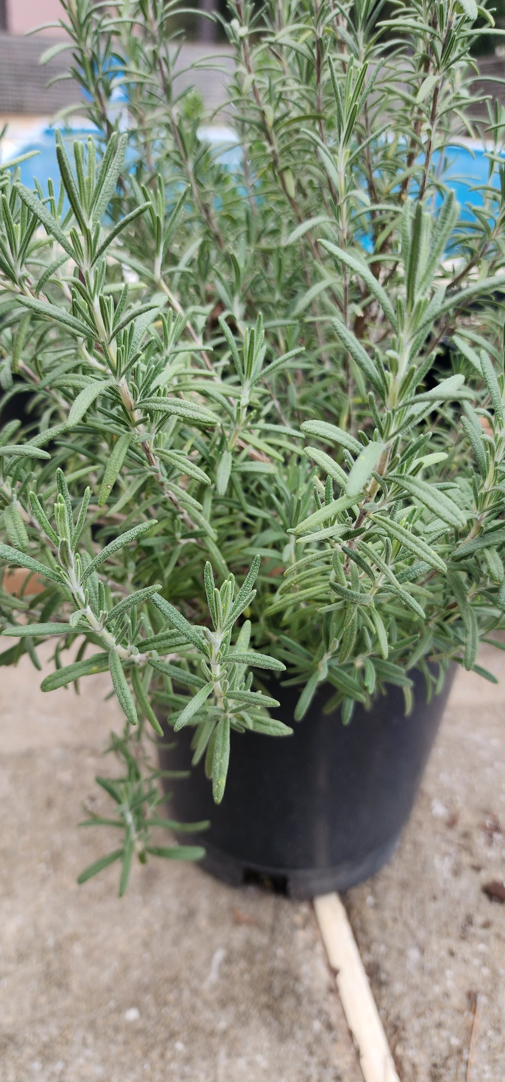 Rosemary "Arp" - Live Plant