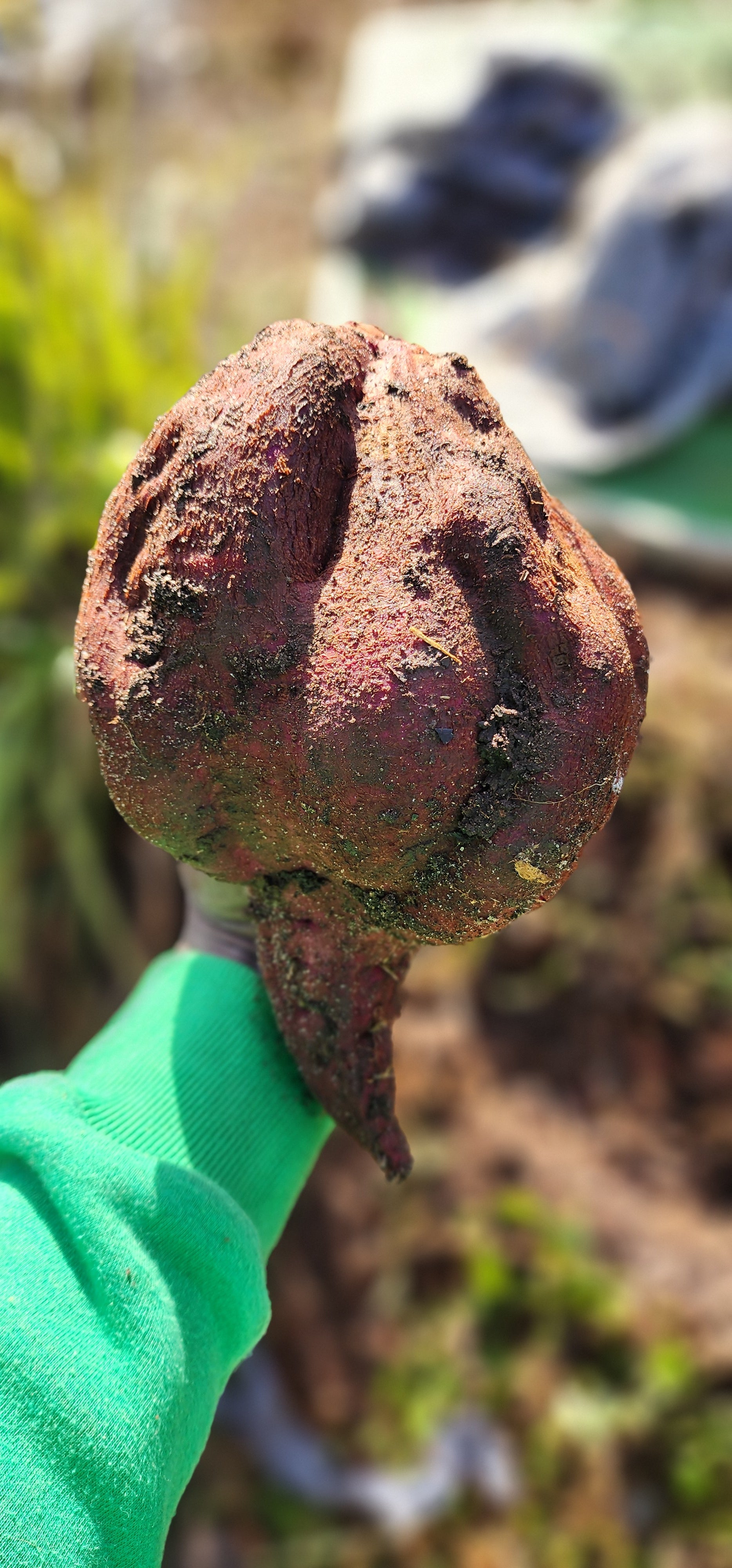 Sweet Potato "Molokai Purple" - Live Plant