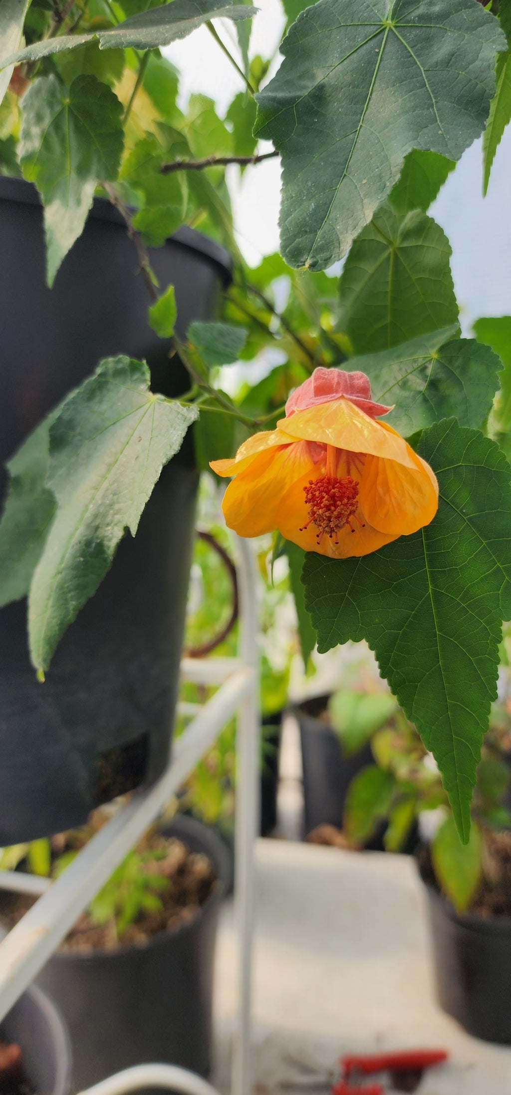 Abutilon "Marilyn's Choice" - Live Plant