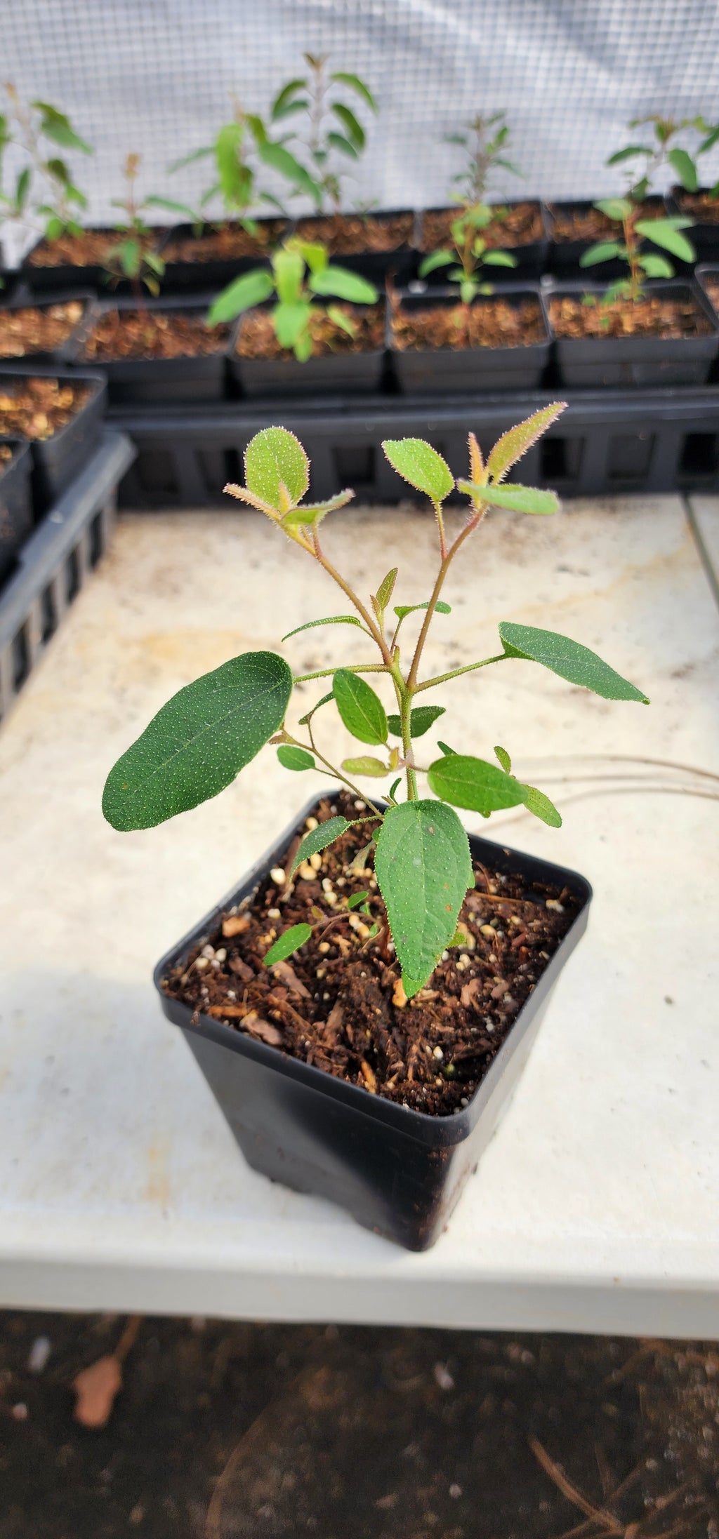 Eucalyptus "Lemon Scented" - Live Plant