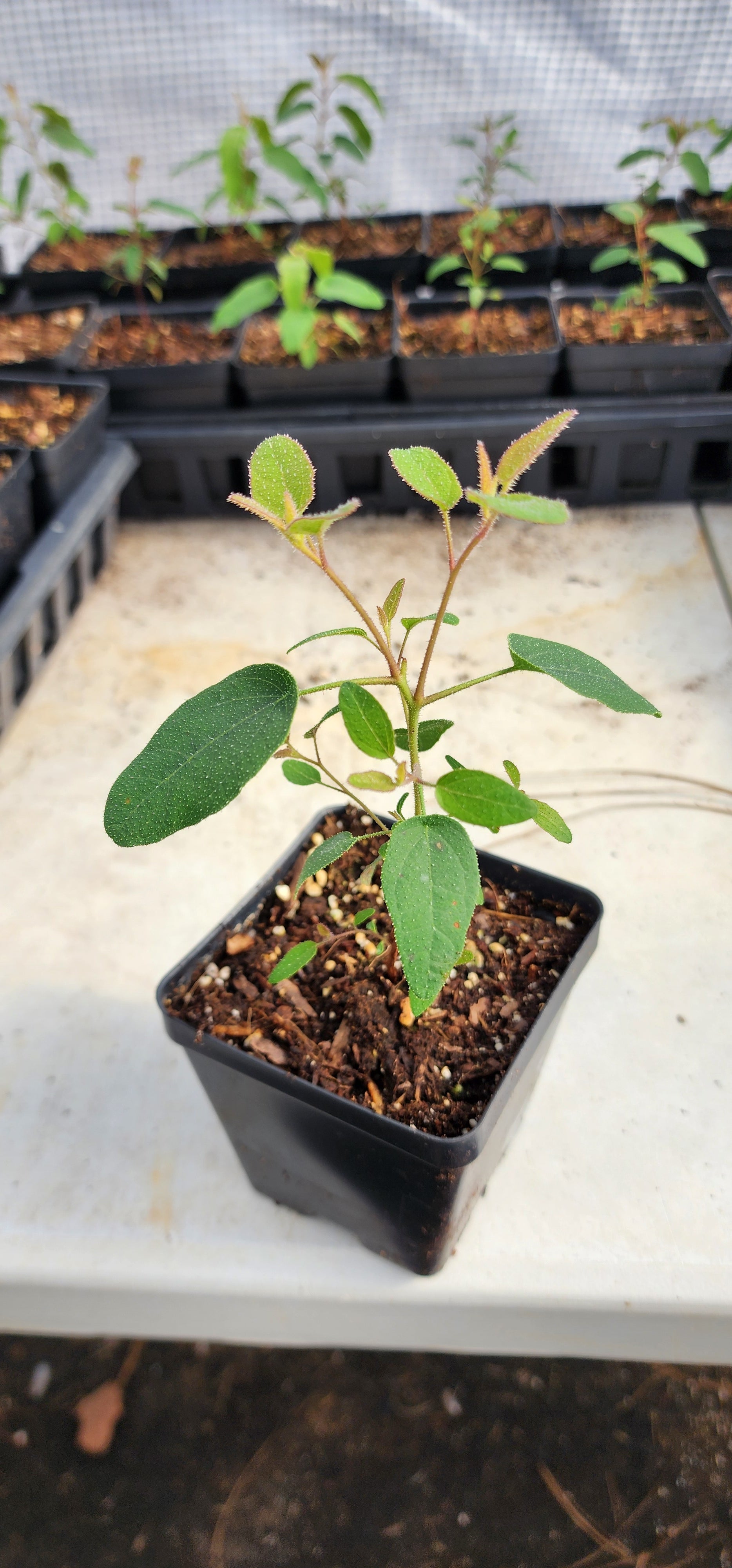 Eucalyptus "Lemon Scented" - Live Plant